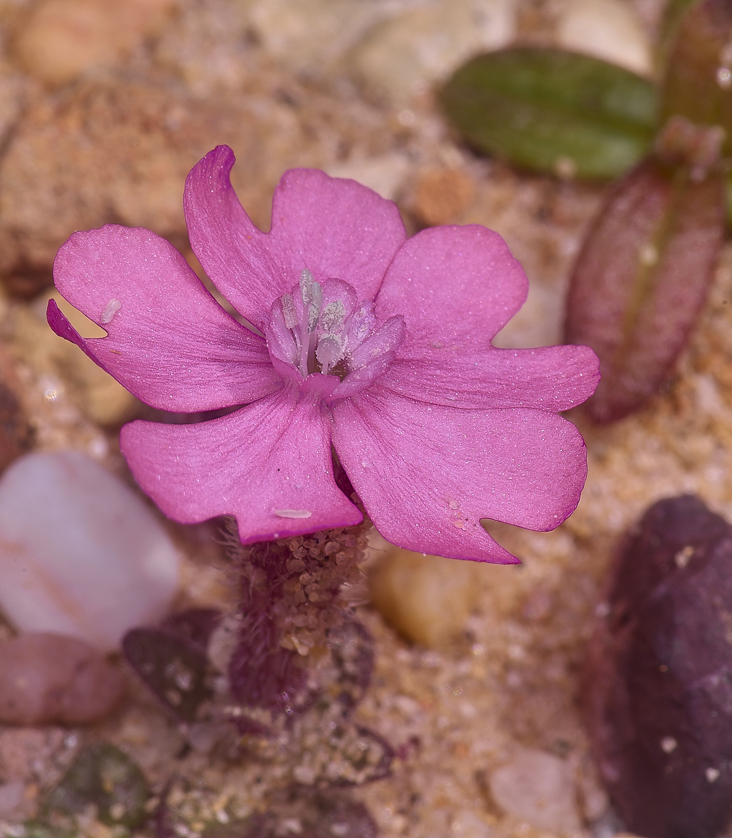 SagresPromontoryFlower3260325-1-NEF-