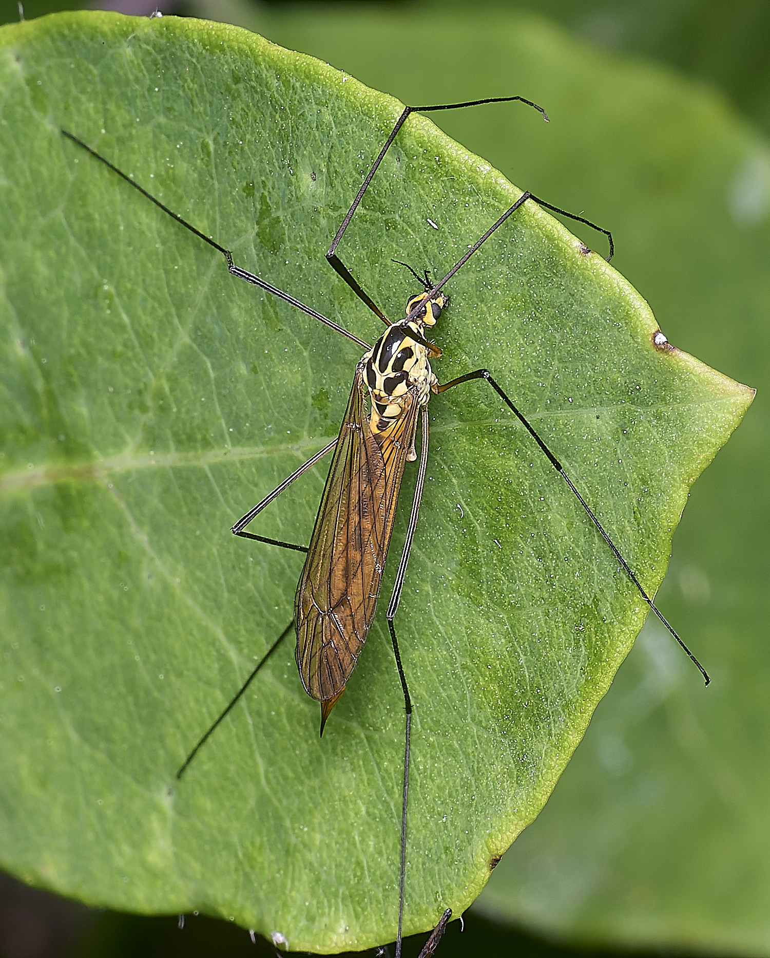 AldboroughCraneFly040725-1