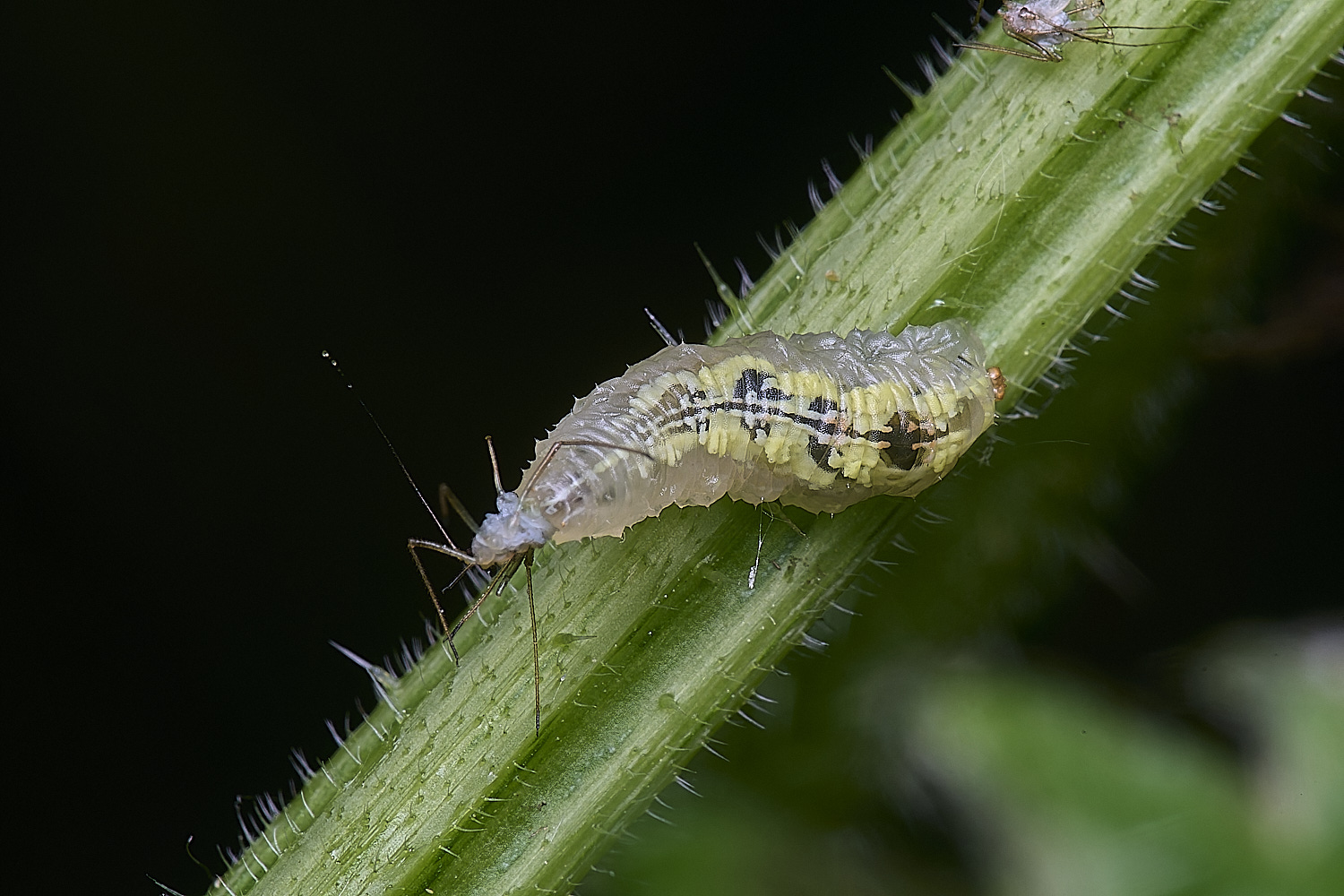 AldboroughLarva040625-2
