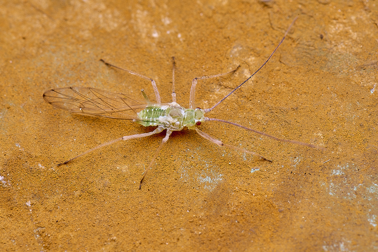 AldboroughOakAphid040625-1