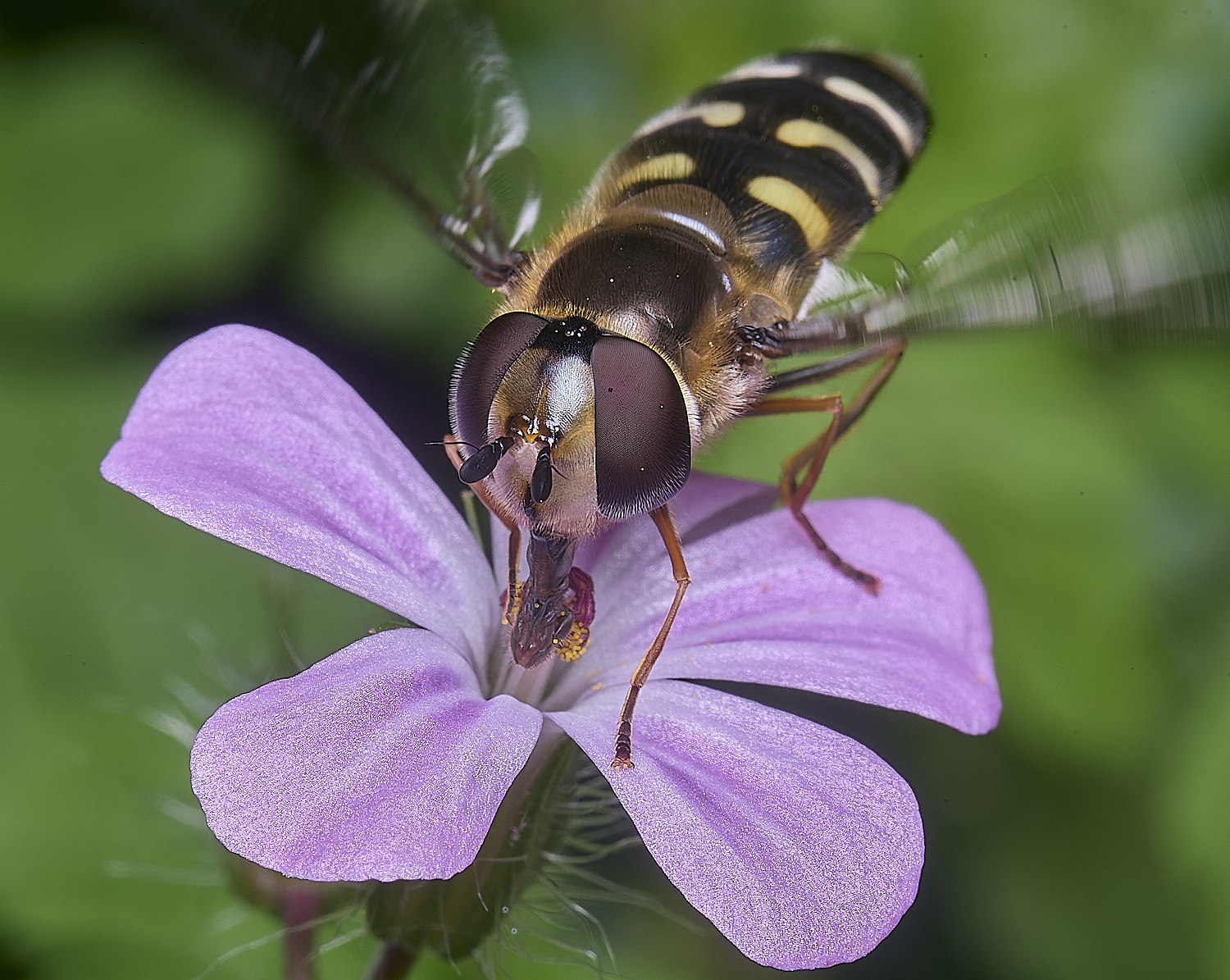 AldboroughScaeva040625-3