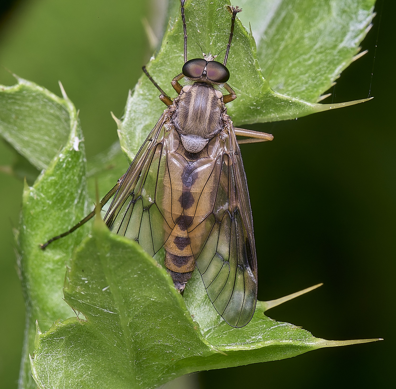 AldborougSnipeFly040725-2
