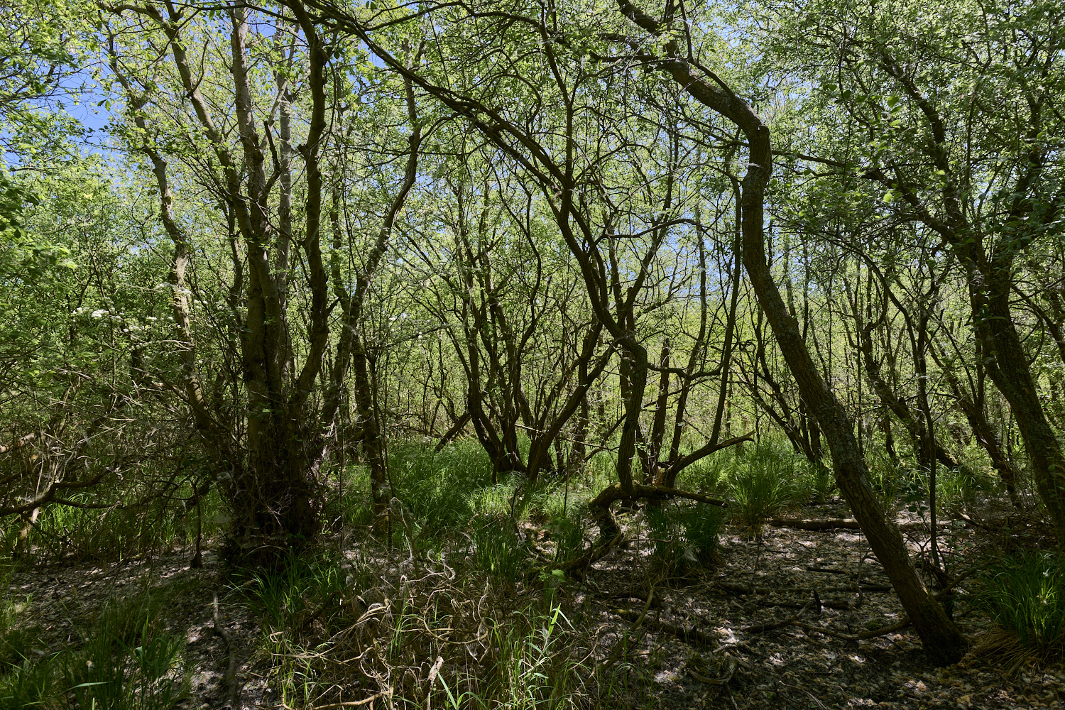 BartonTurf190525-1