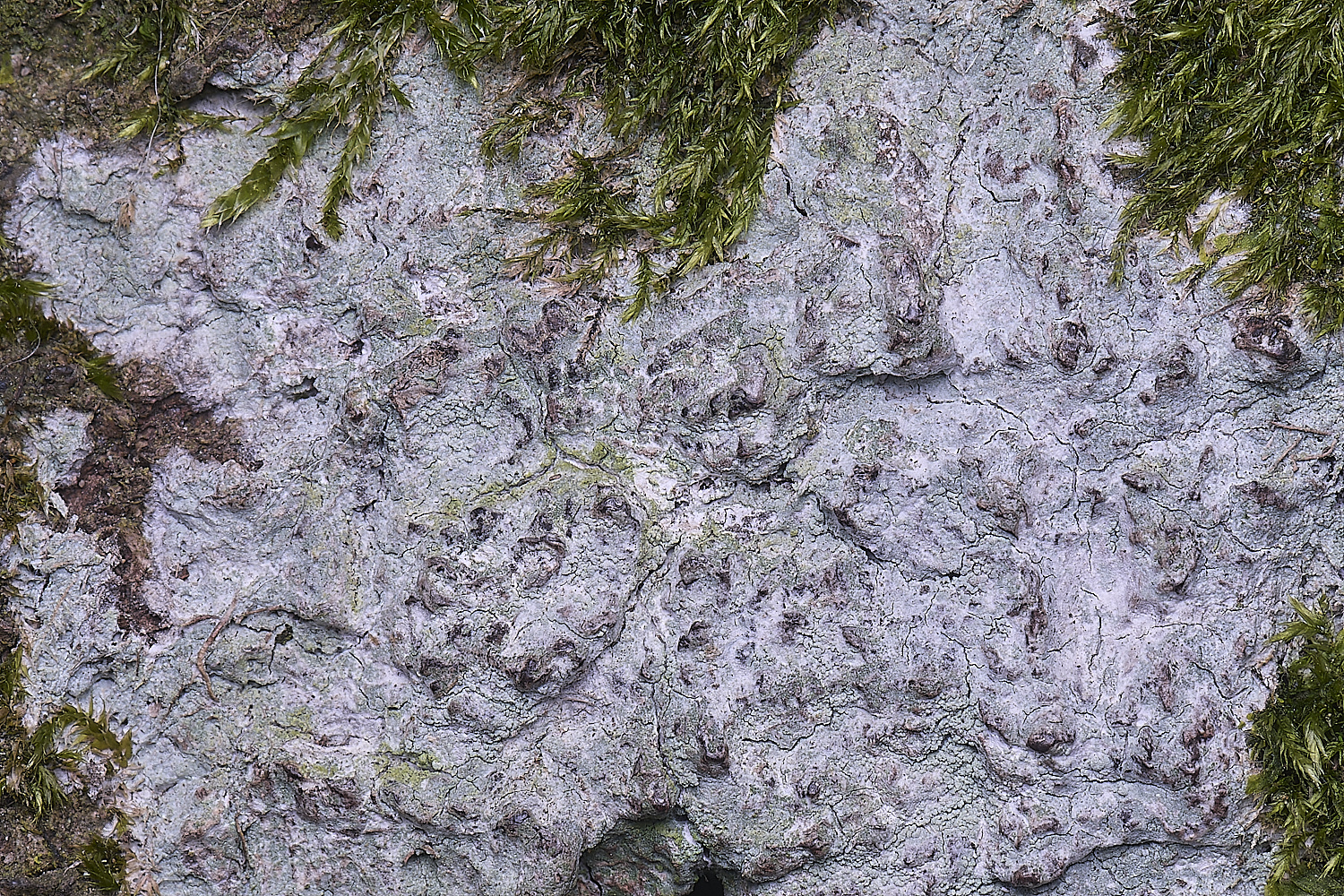 BCPLichenSp020425-2