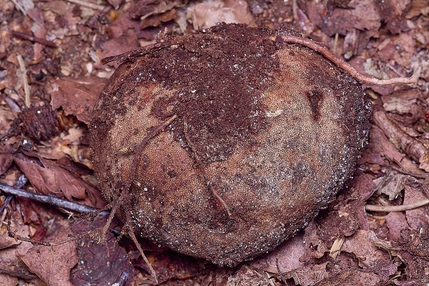 BCPTruffle020425-1