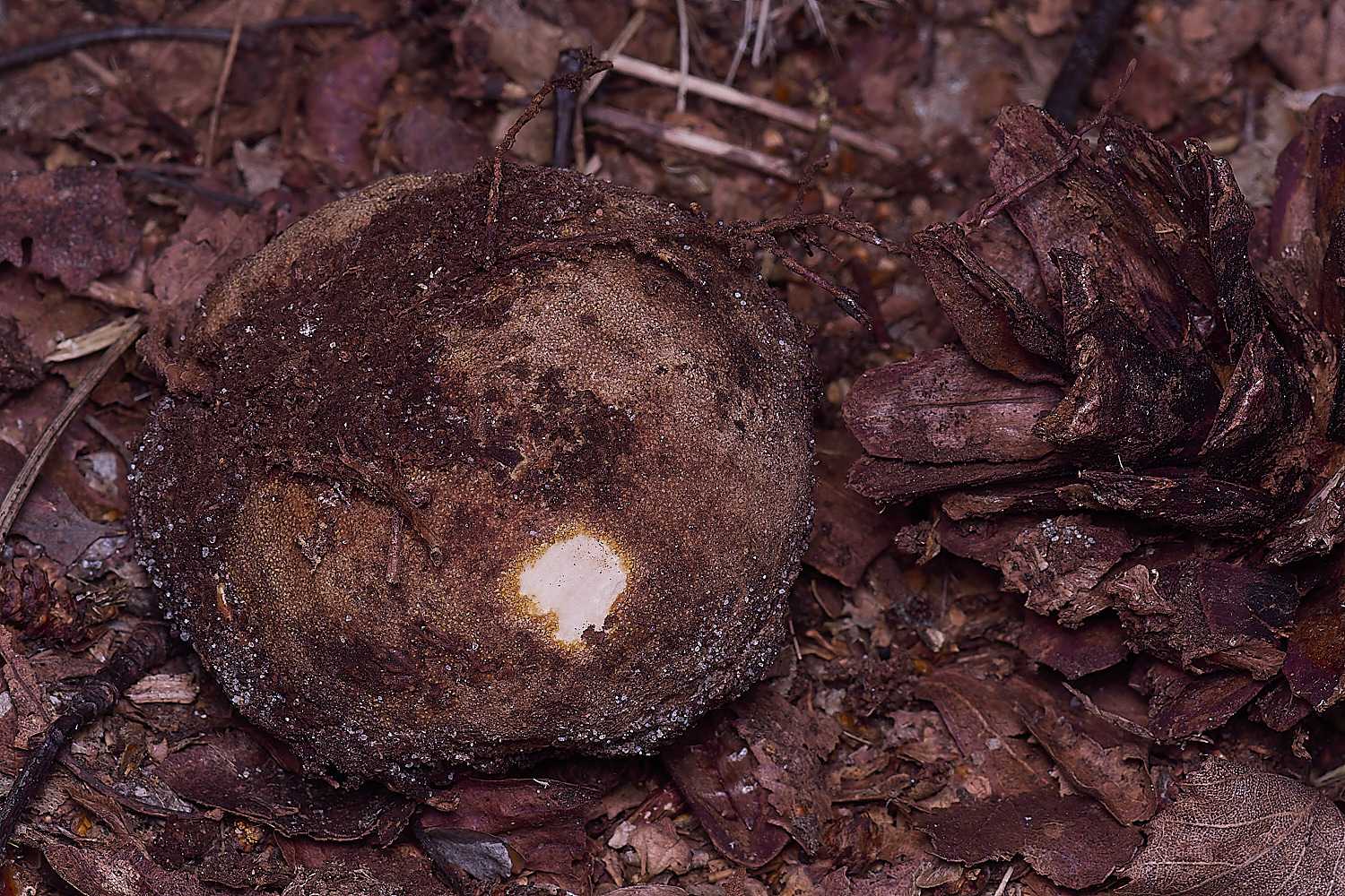 BCPTruffle020425-2