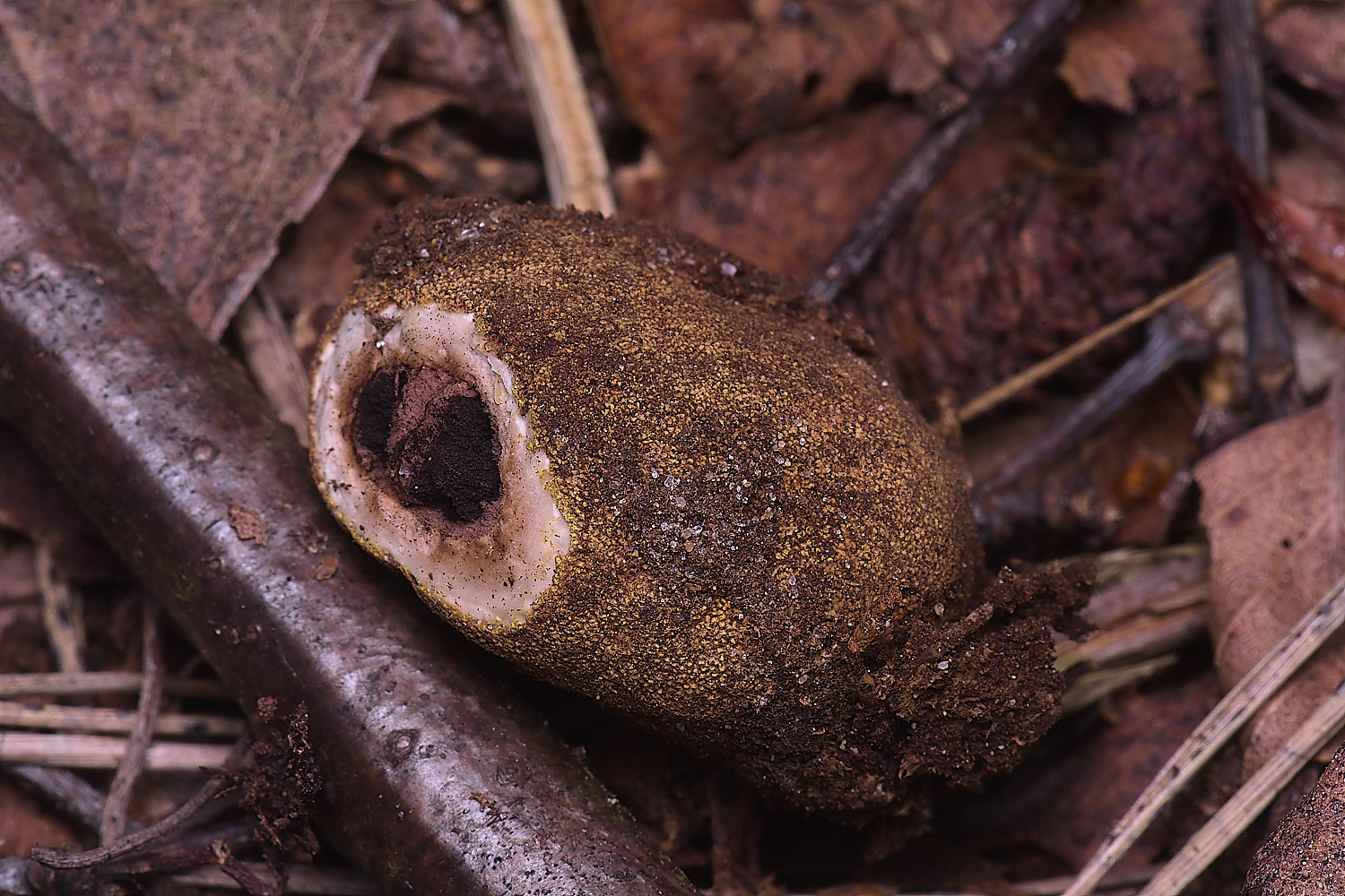 BCPTruffle020425-3