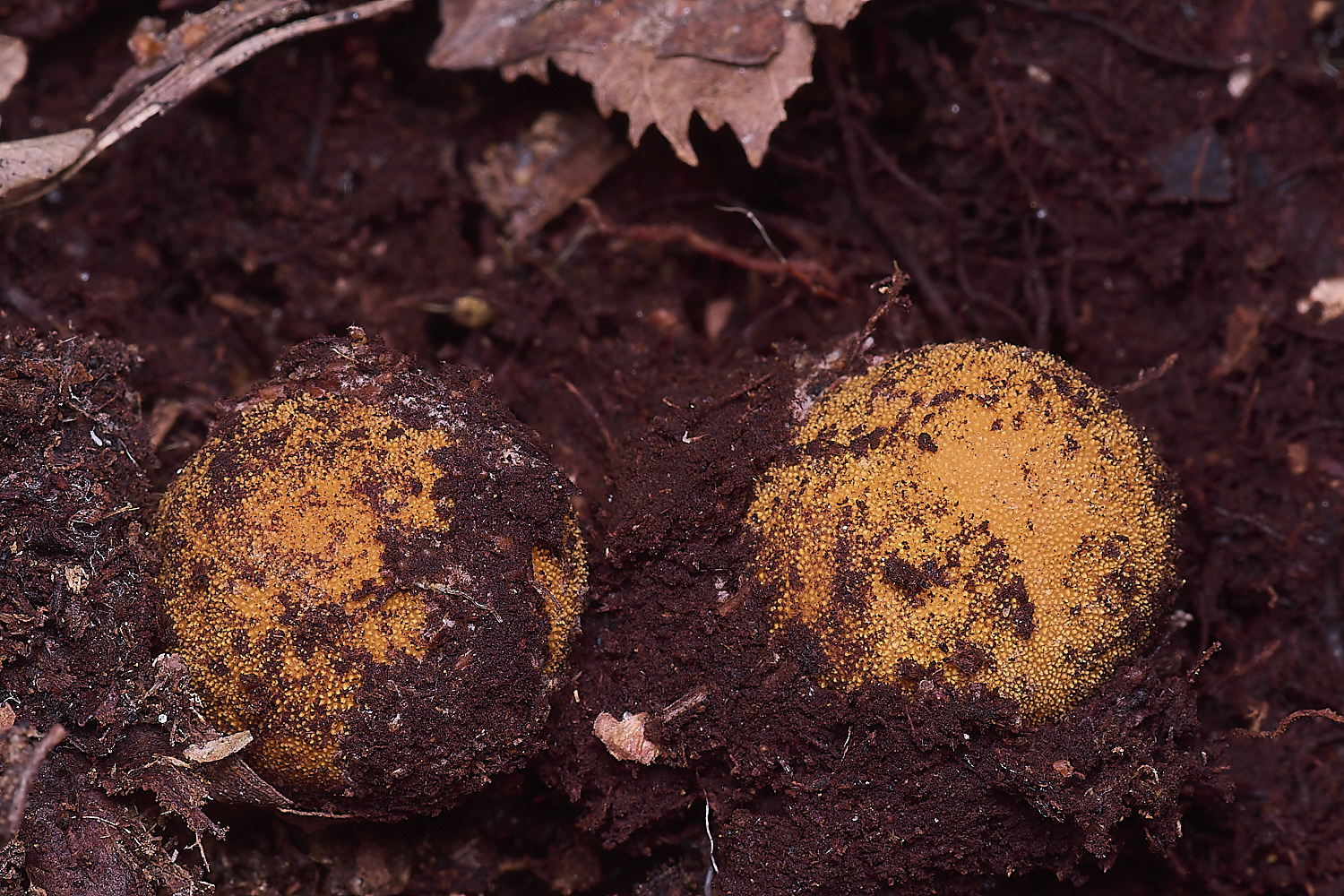 BCPTruffle020425-4