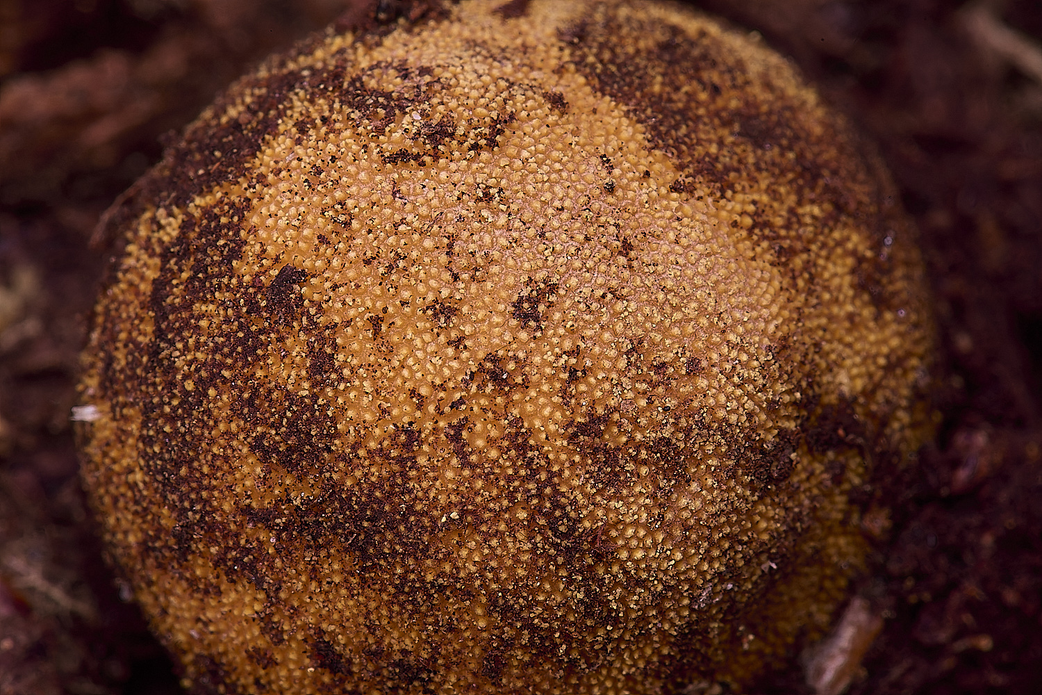 BCPTruffle020425-5