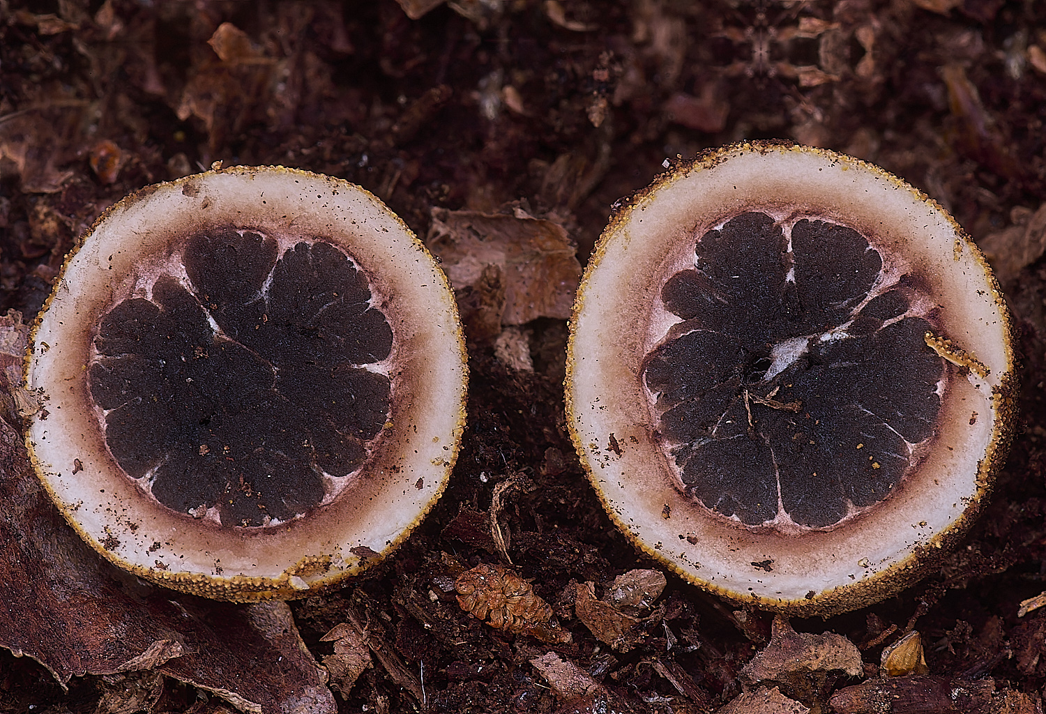 BCPTruffle020425-6