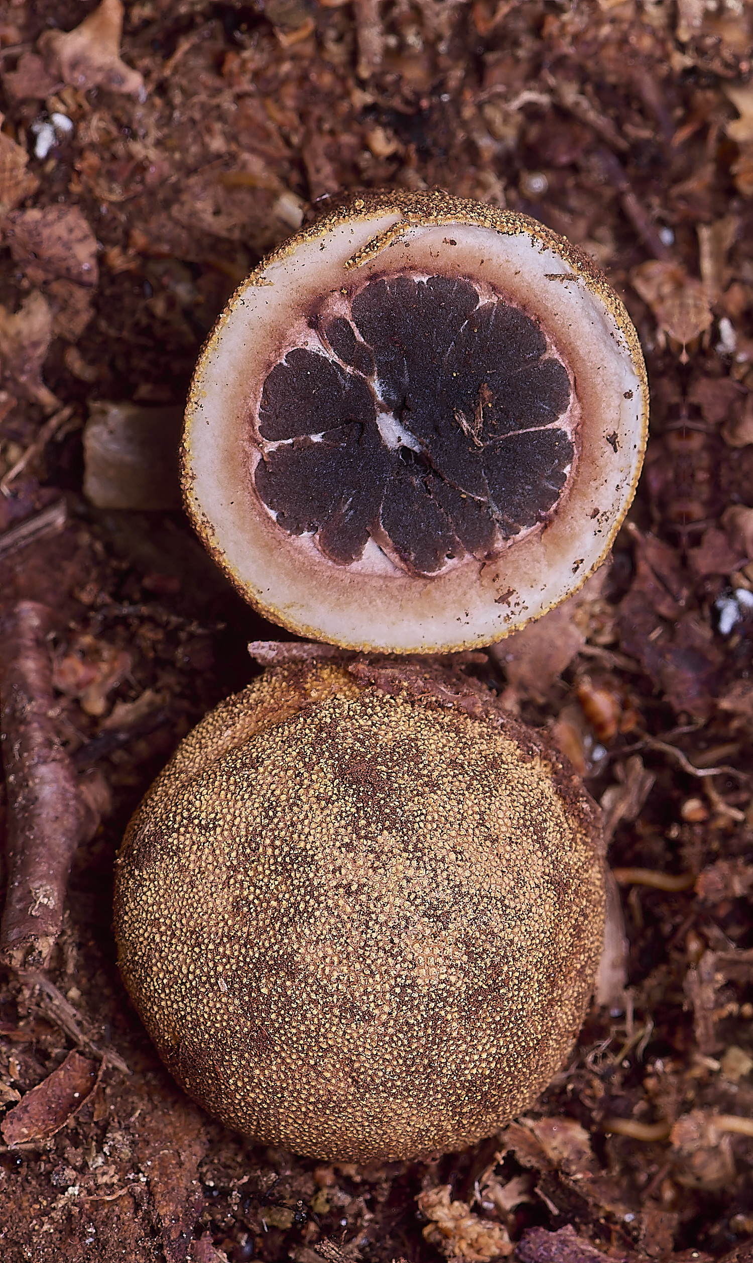 BCPTruffle020425-7
