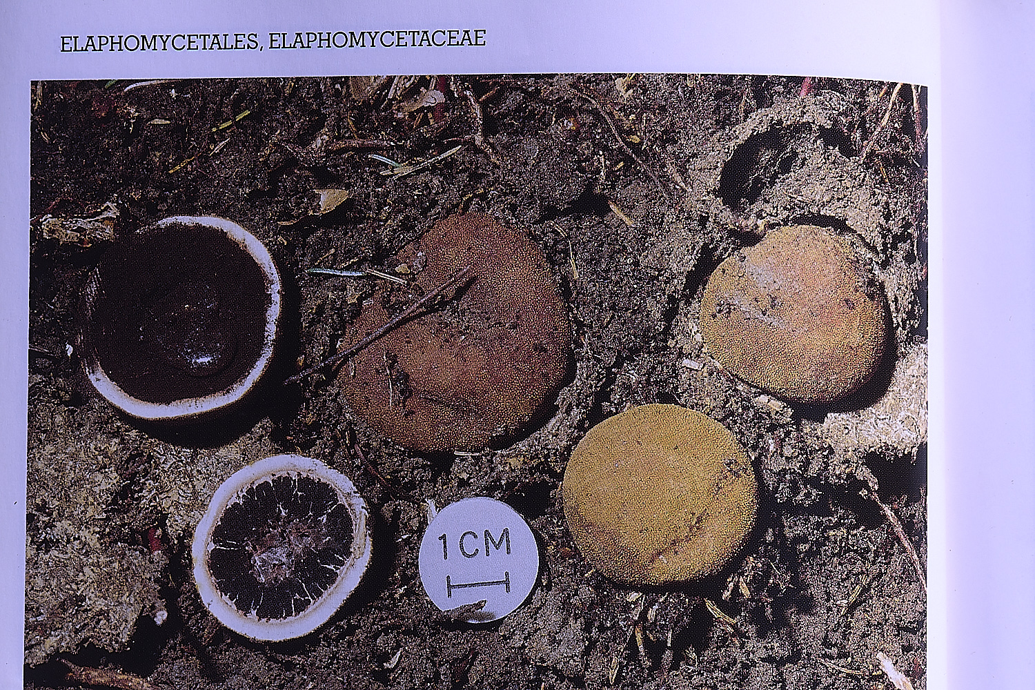 BCPTruffle020425-8