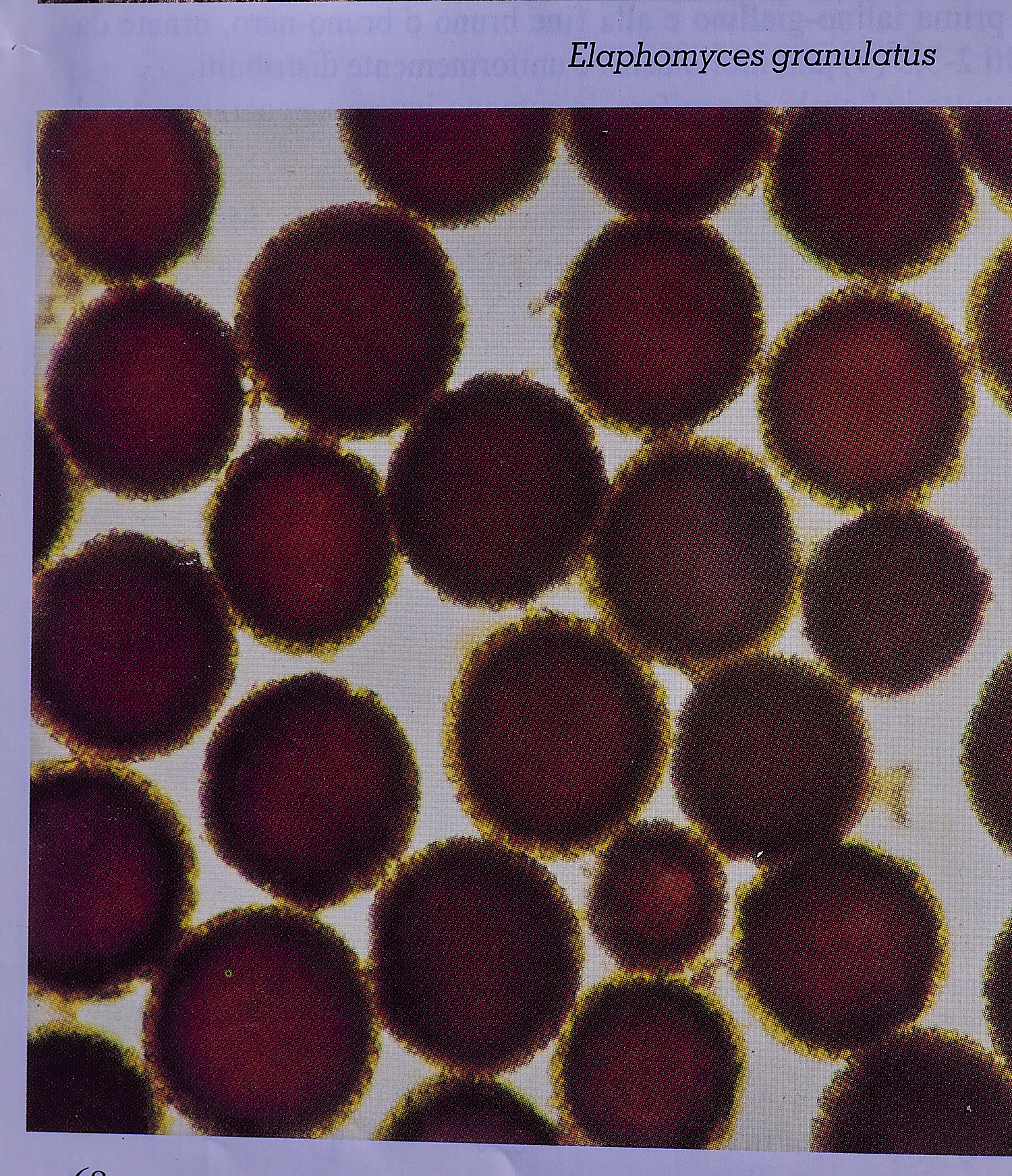 BCPTruffle020425-9