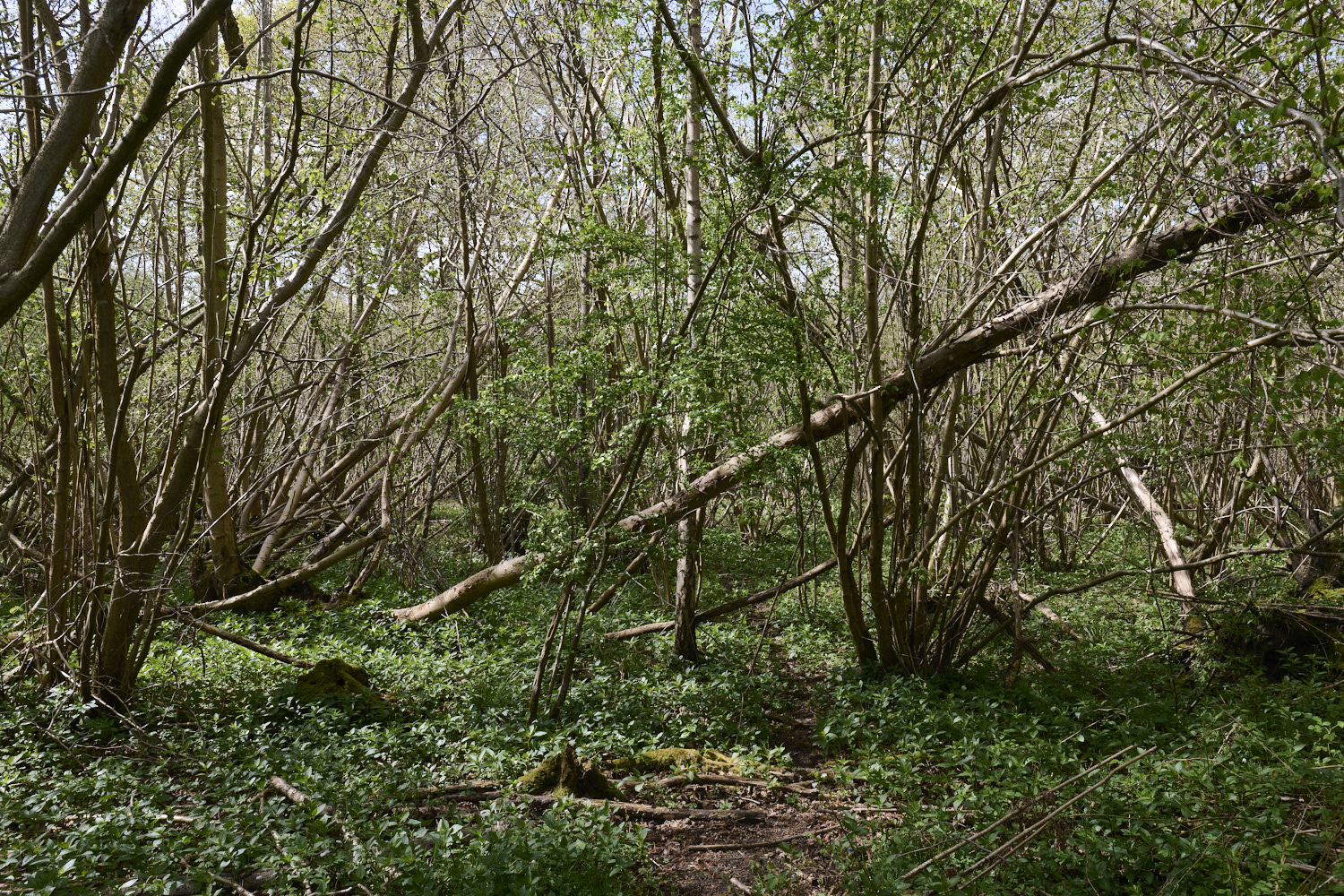 BradfieldWoods140425-1