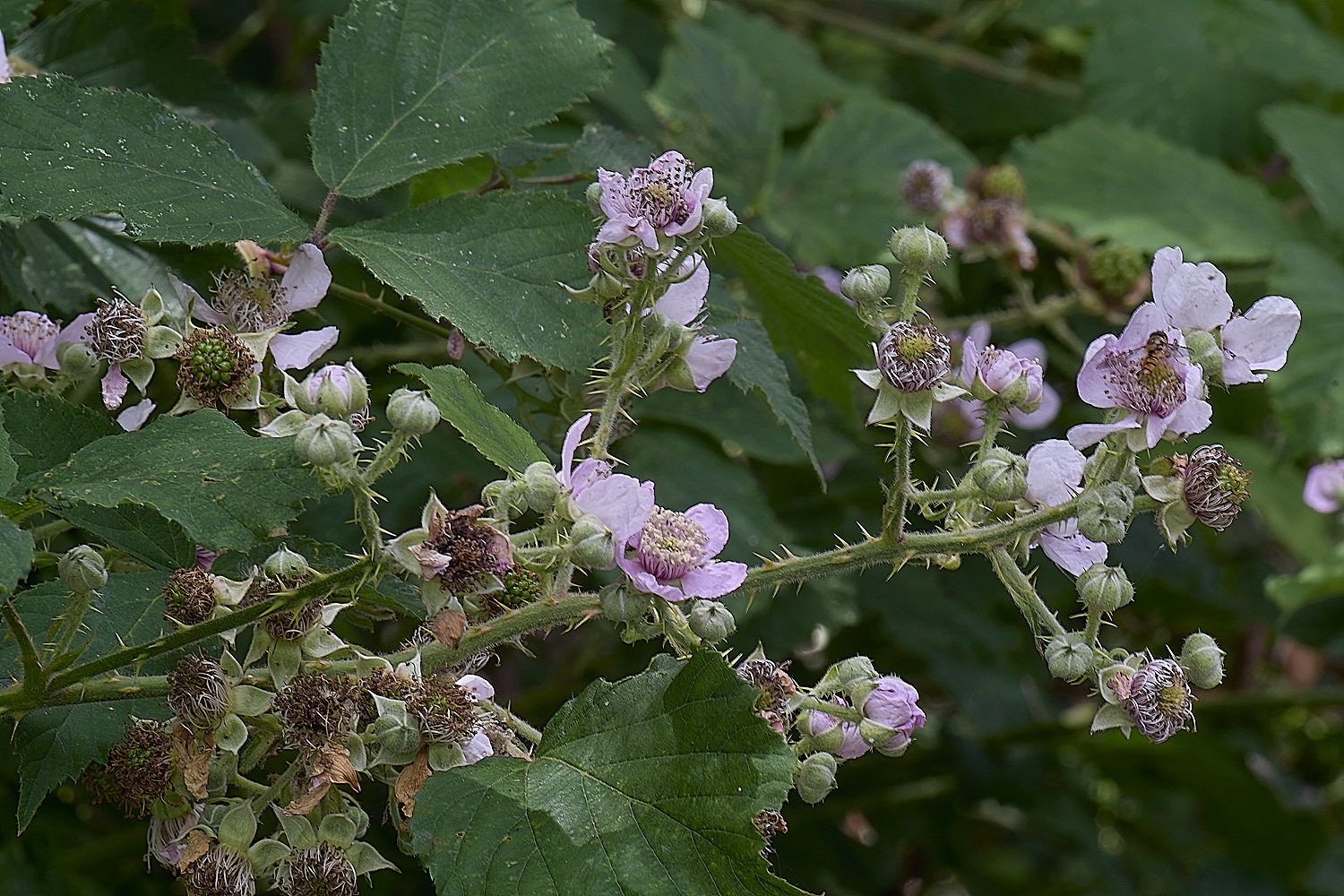 BuxtonHeathB1FlowerPanicle280625-2