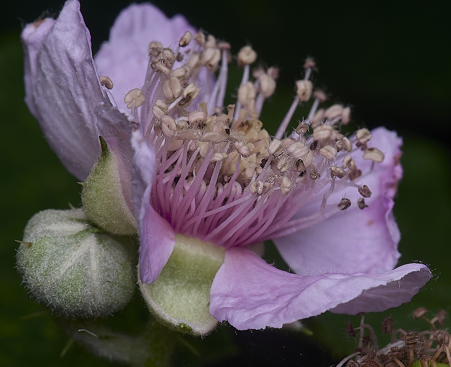 BuxtonHeathB1FlowerSide280625-2