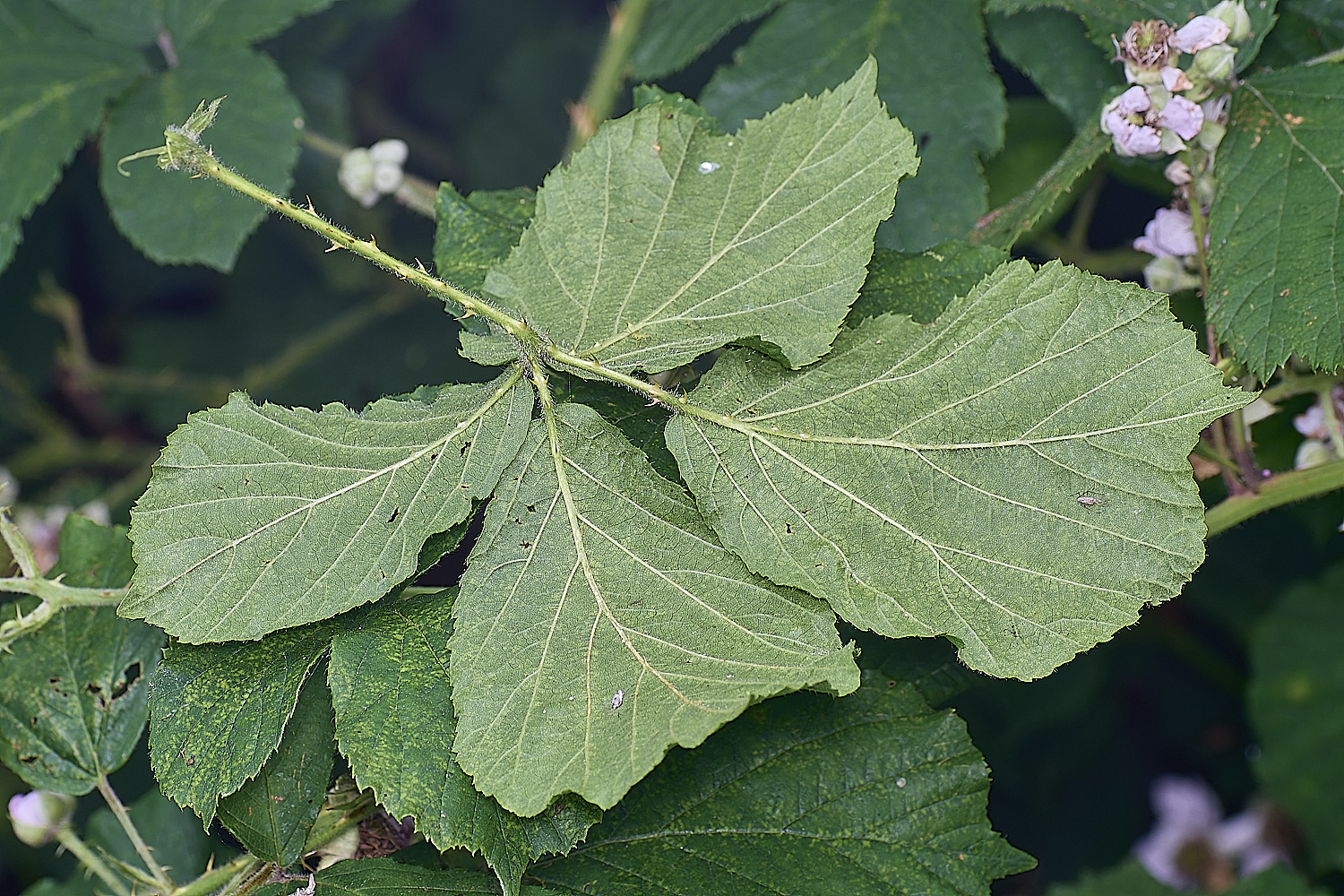BuxtonHeathB1Leafabaxial280625-1