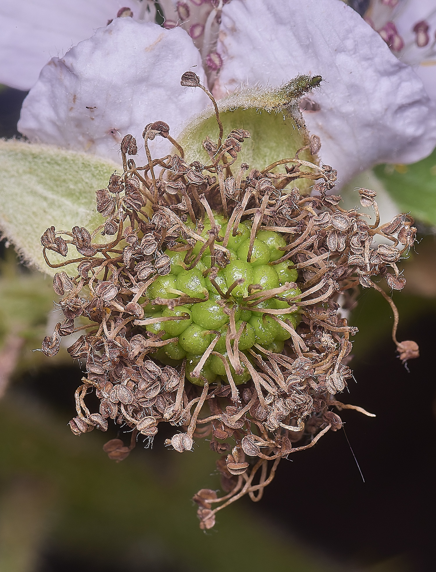 BuxtonHeathB3Berry280625-1