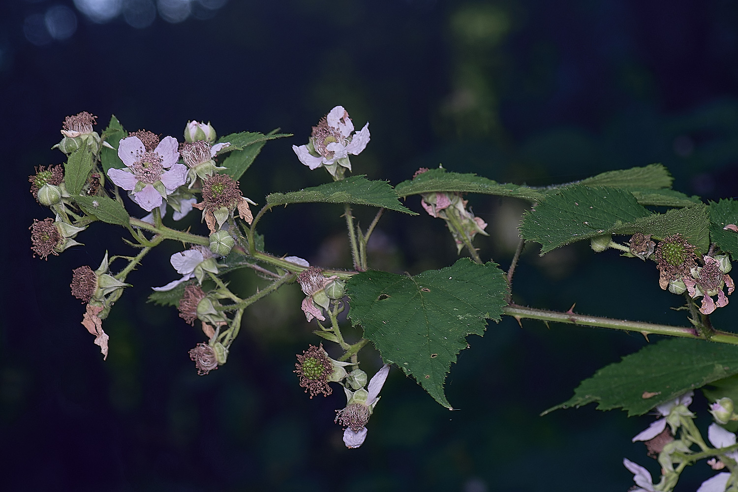 BuxtonHeathB3FlowerPanicle280625-2