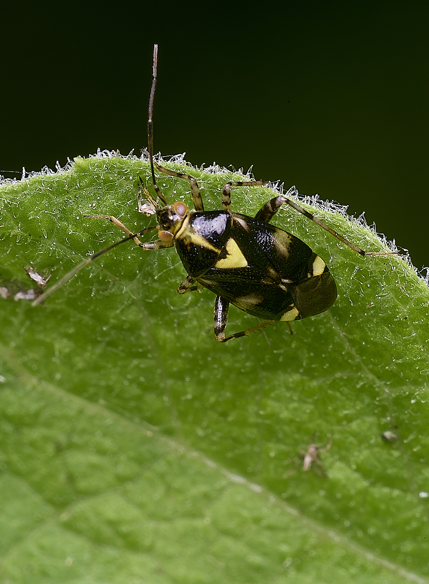 BuxtonHeathBug280625-1-NEF-