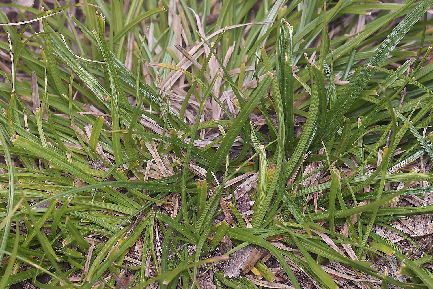 BuxtonHeathPillSedge280625-1
