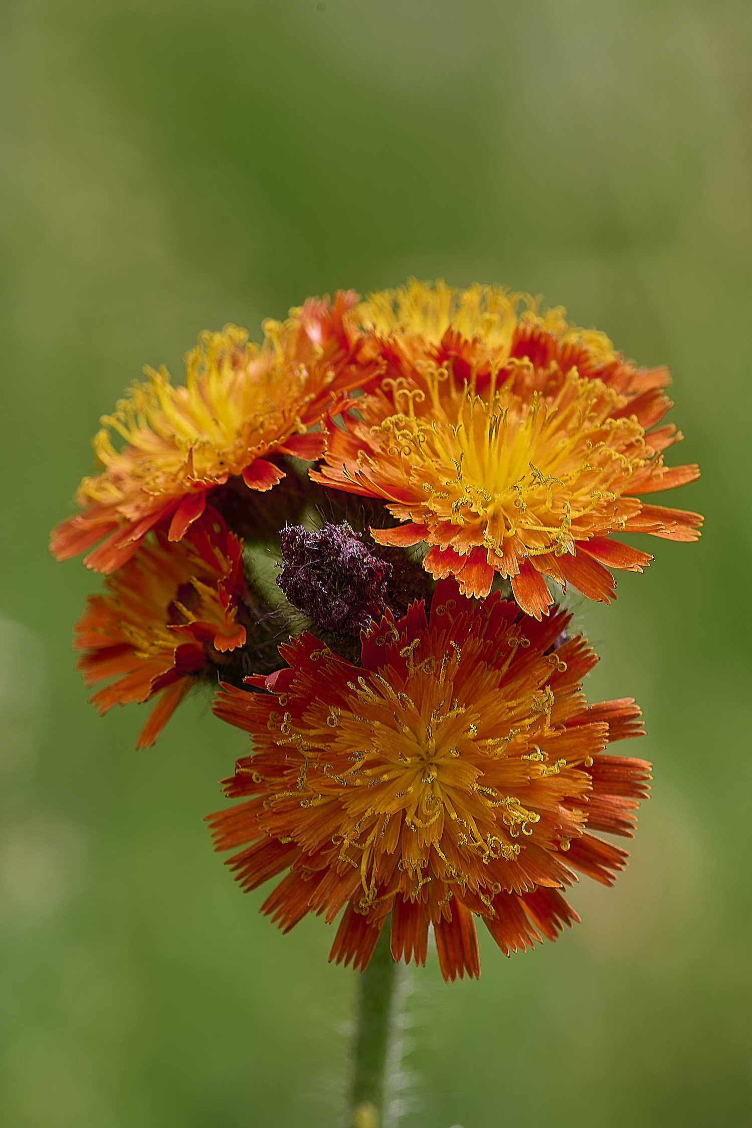 CawstonheathFoxandCubs280625-2