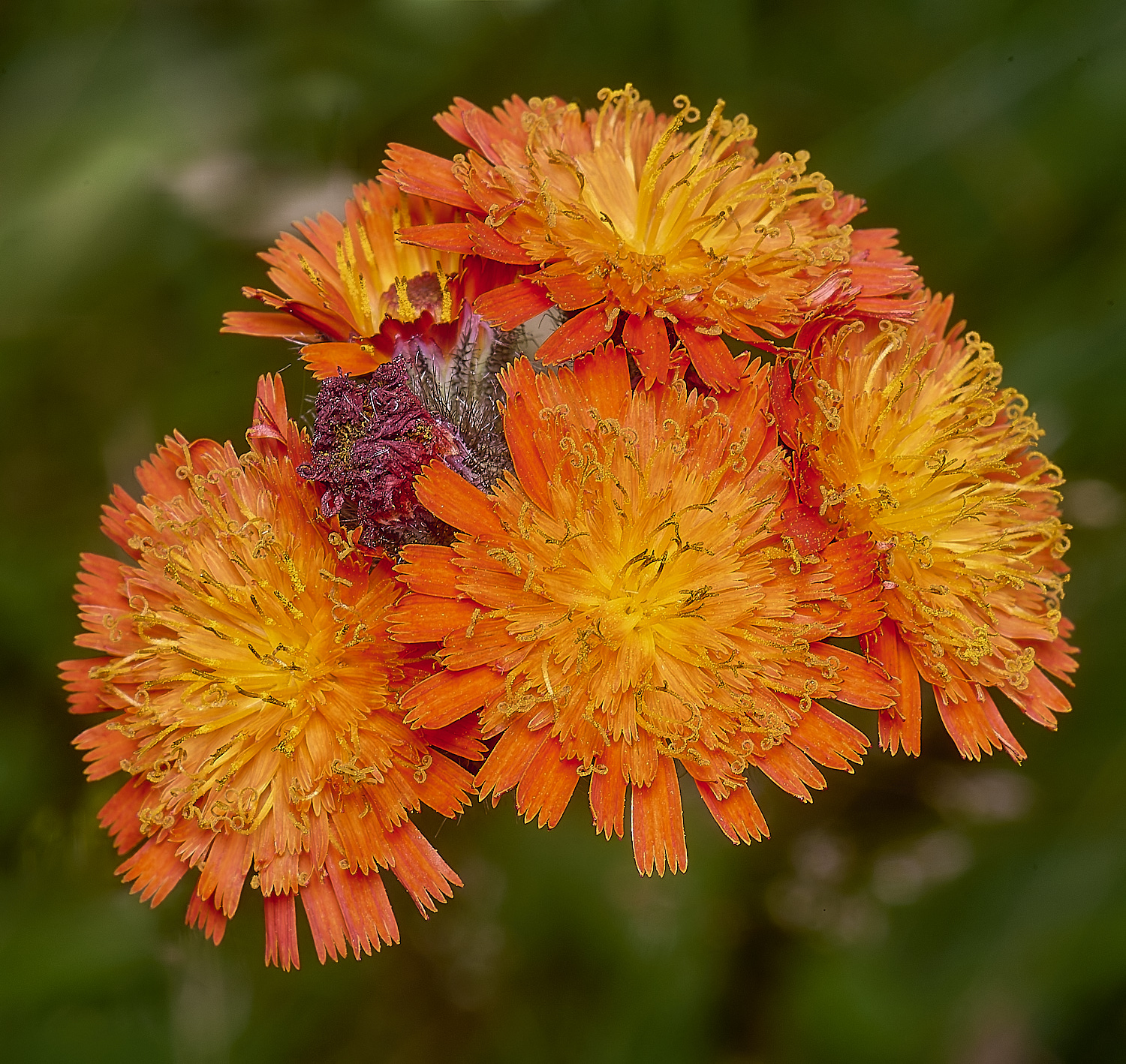 CawstonheathFoxandCubs280625-3