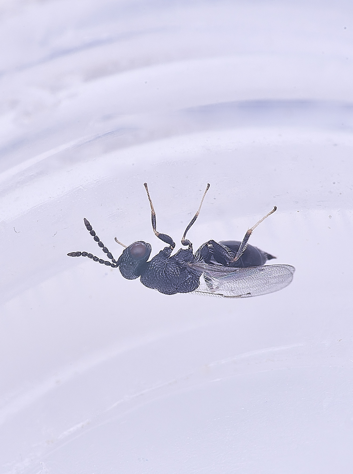 CranwichCampOakFlowerGallWasp090625-2