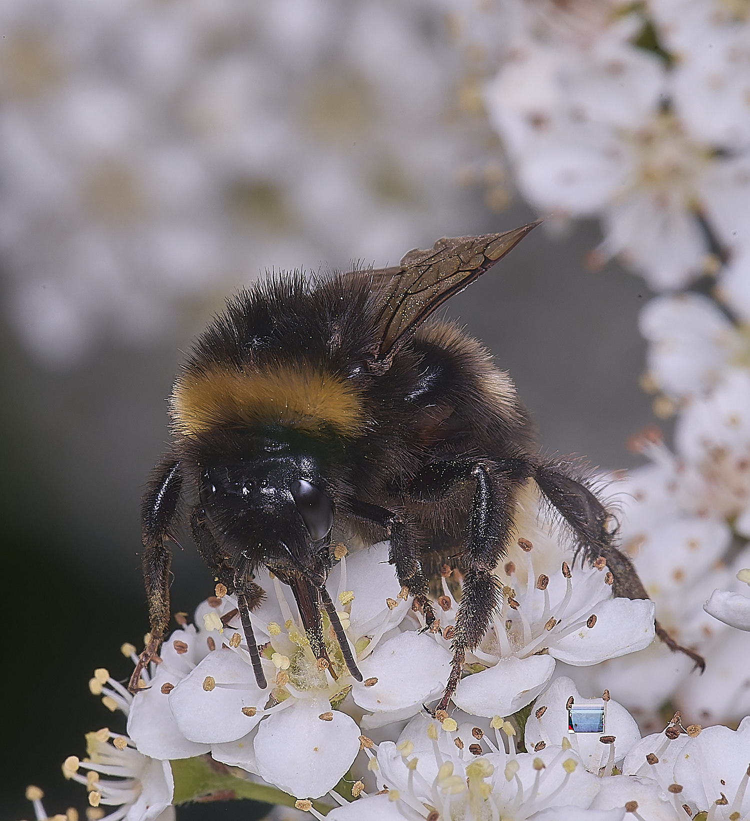 HanworthBumble020625-1