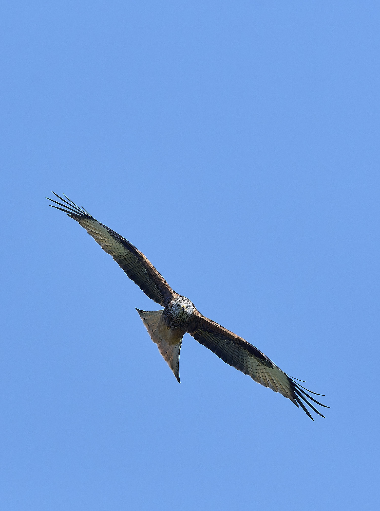 HanworthKite200525-4
