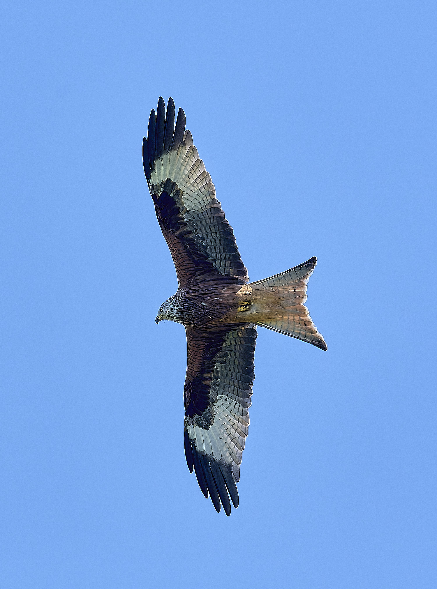 HanworthKite200525-5