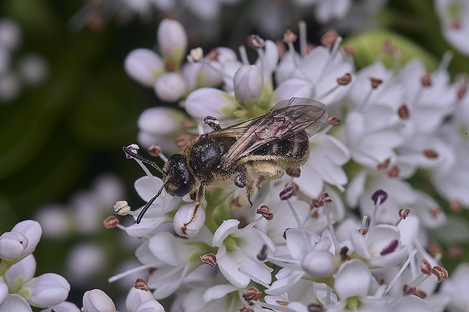 HanworthLmalachrum260625-4