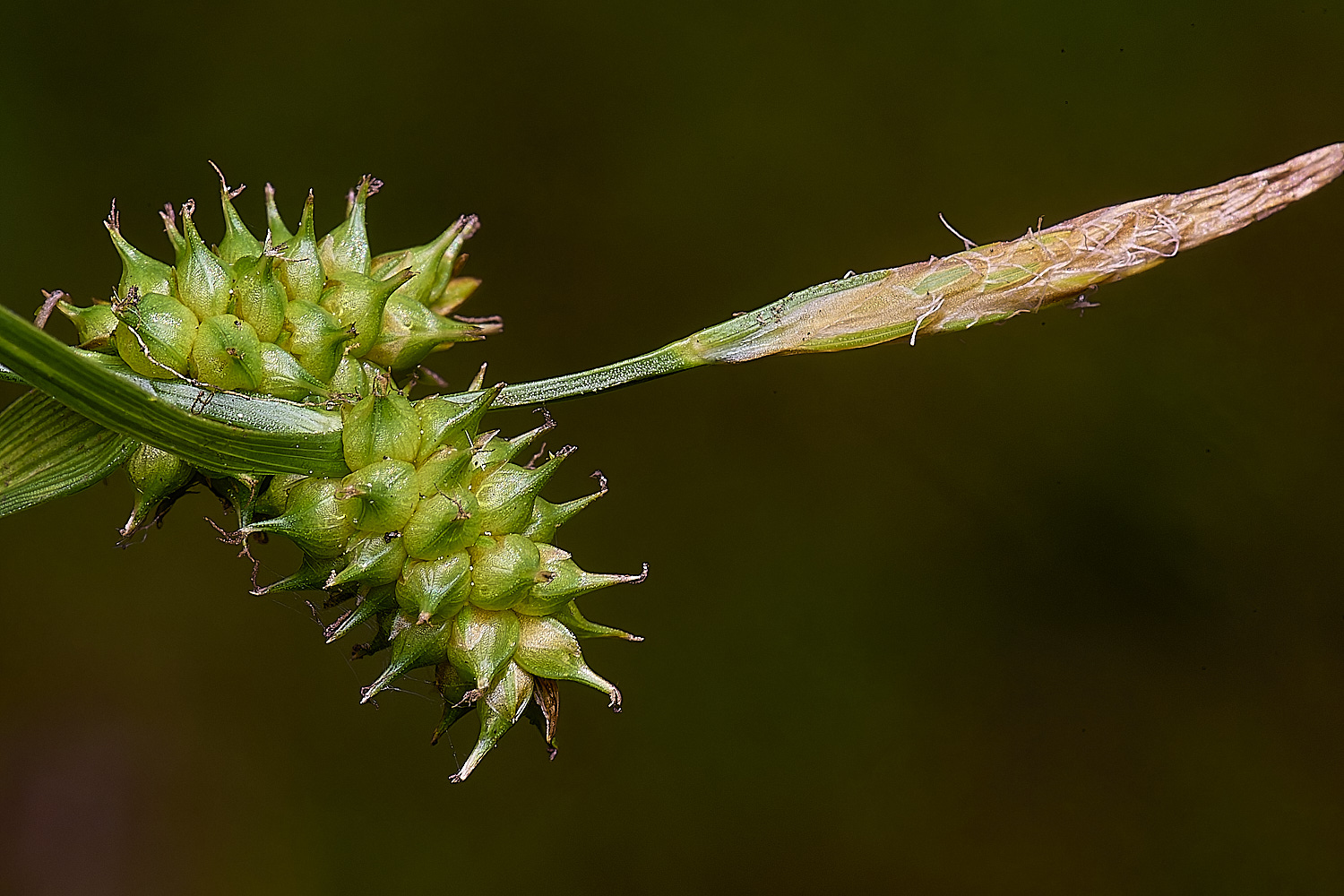 HoltLowesCdemissa130624-1