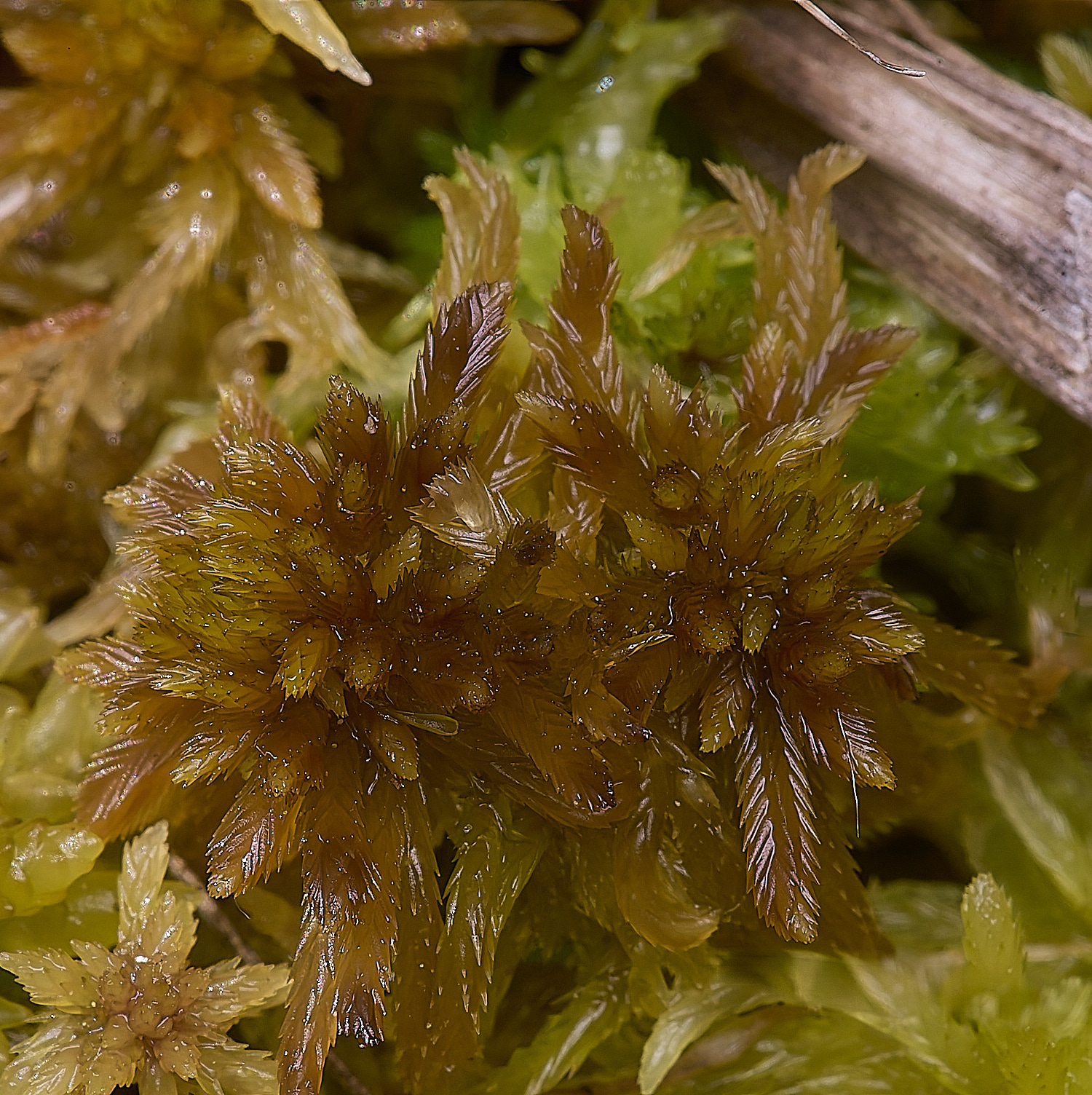HoltLowesSsubnitens130625-1
