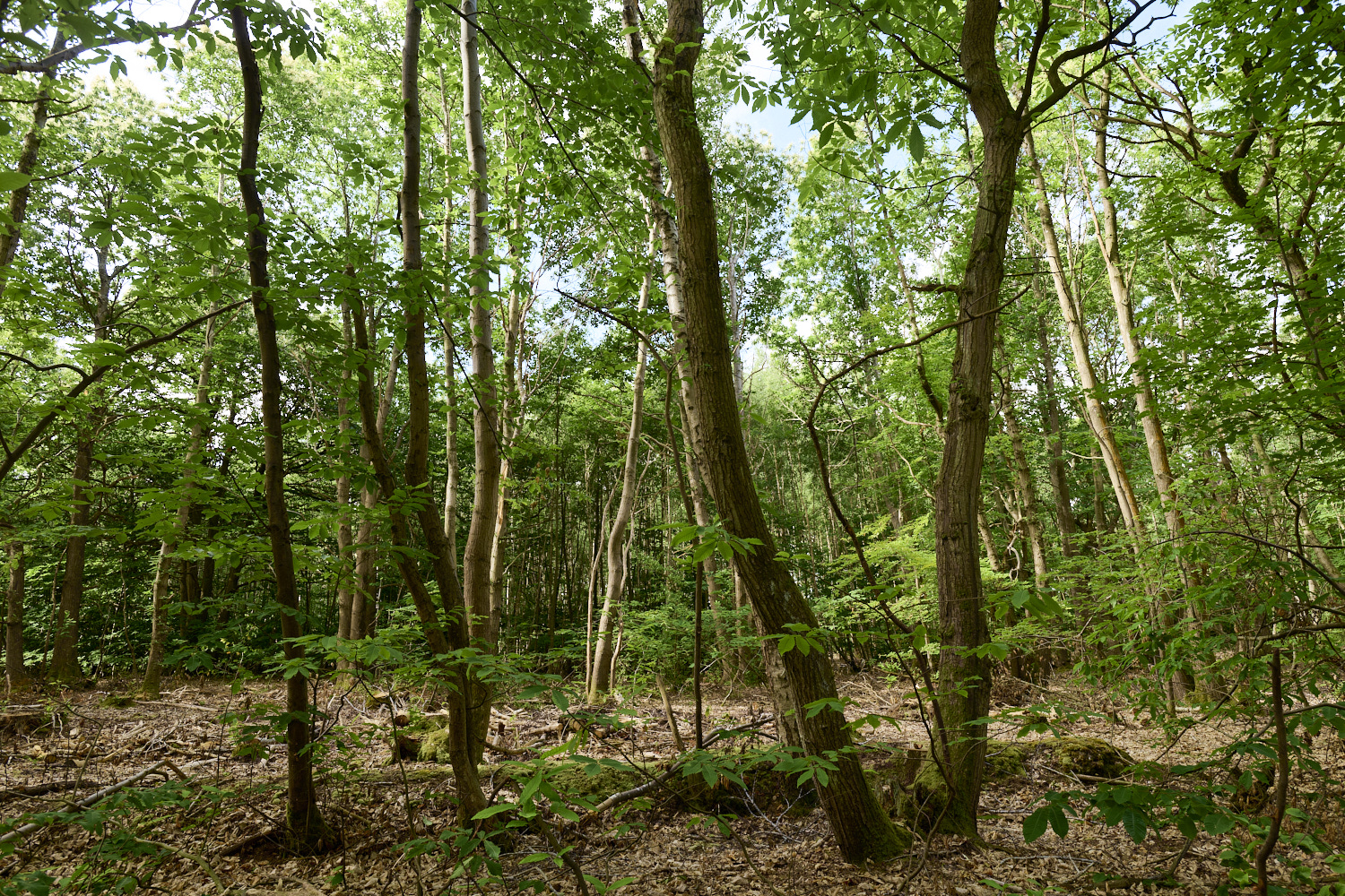 MarshHeath280625-1