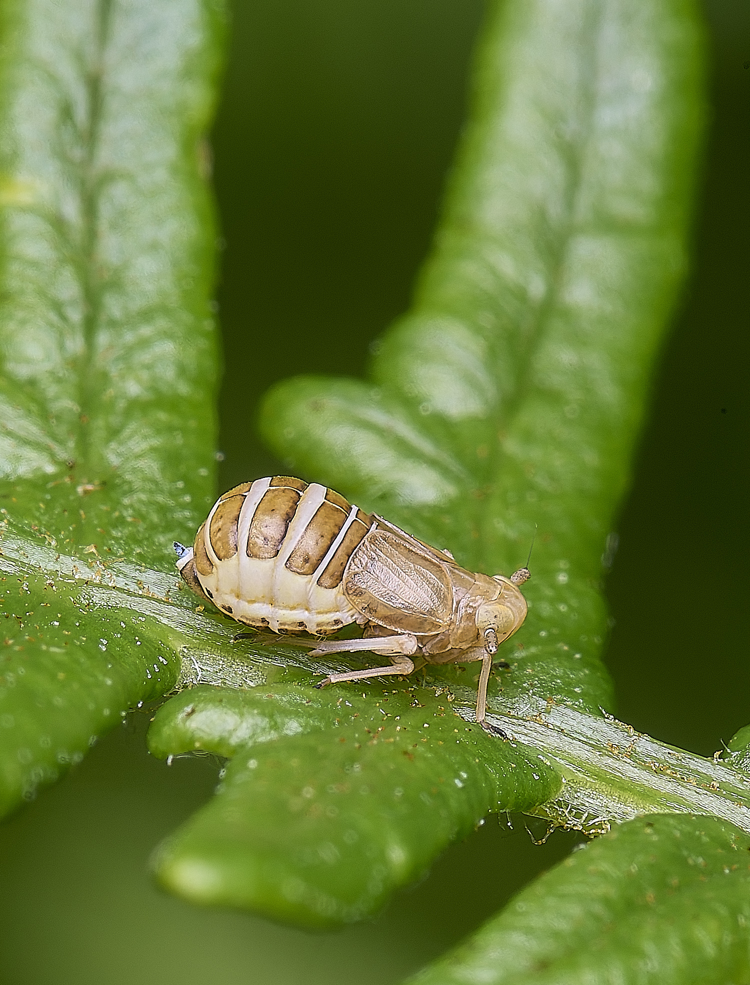 MiddleHarlingBrackenHopper110625-4