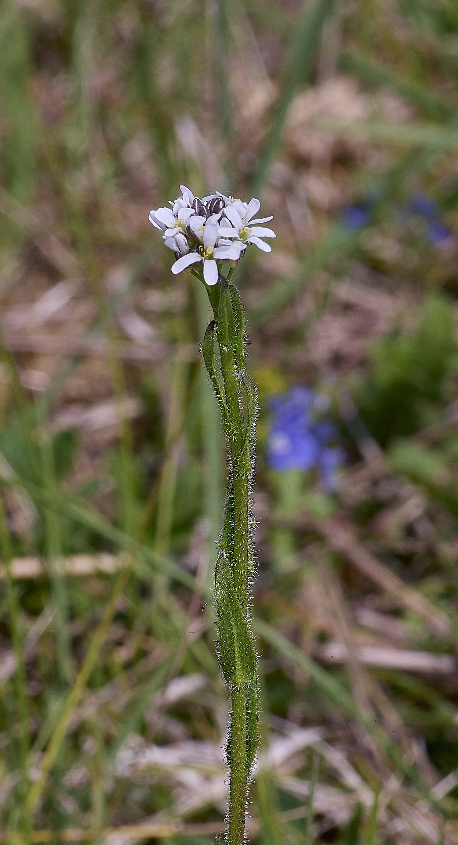 MiddleHarlingPlant110625-3