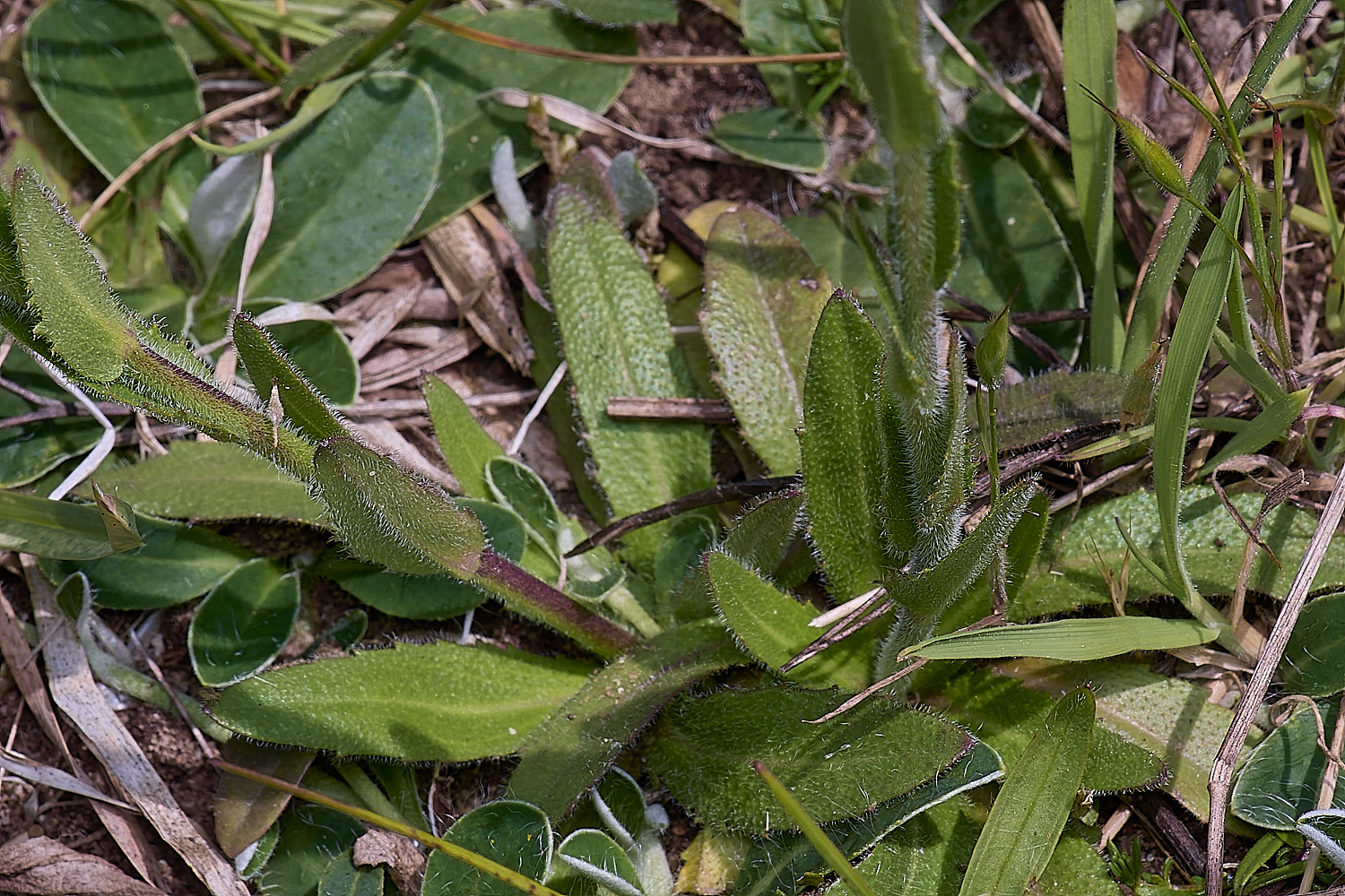 MiddleHarlingPlant110625-4