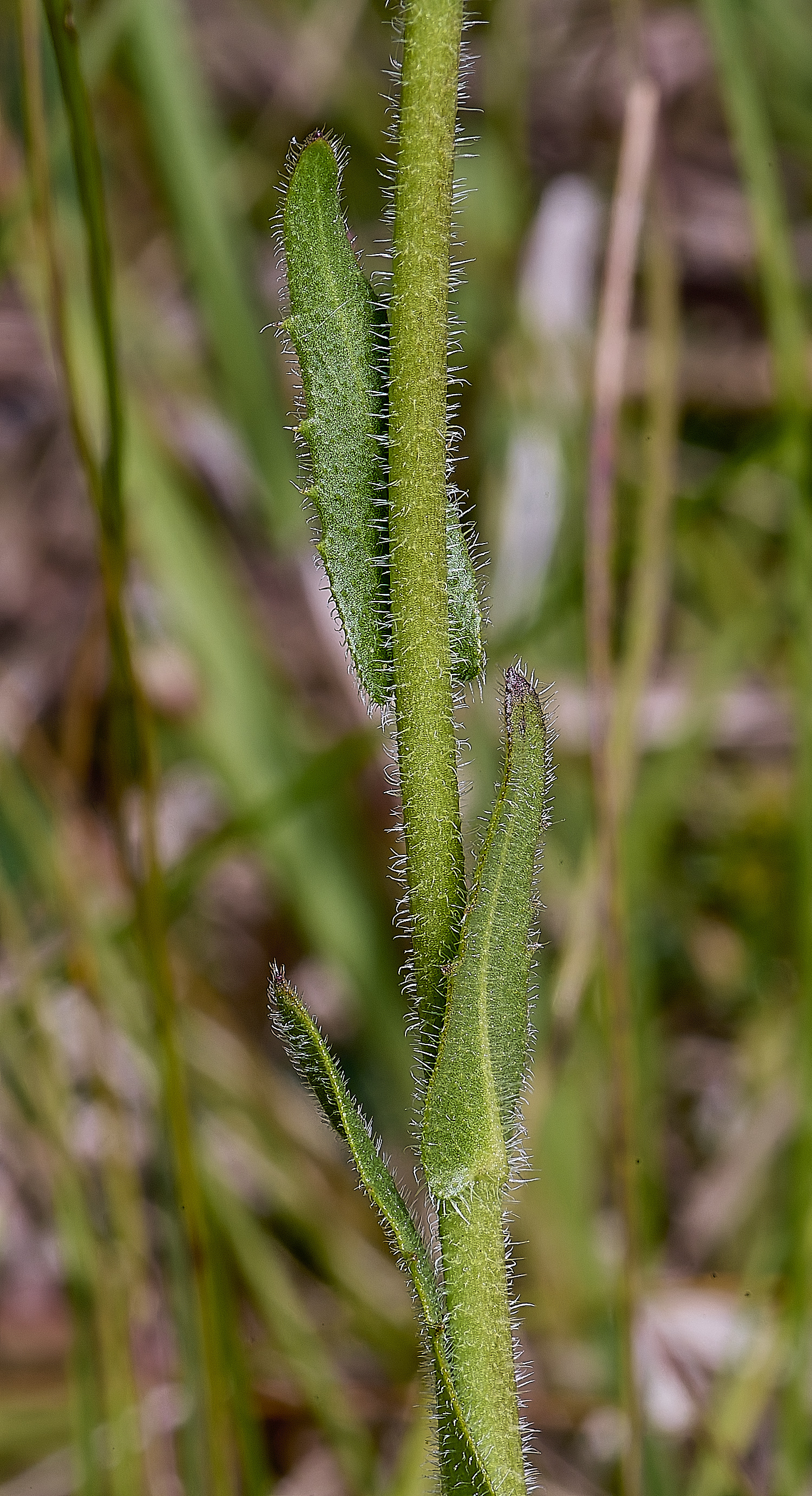 MiddleHarlingPlant110625-5