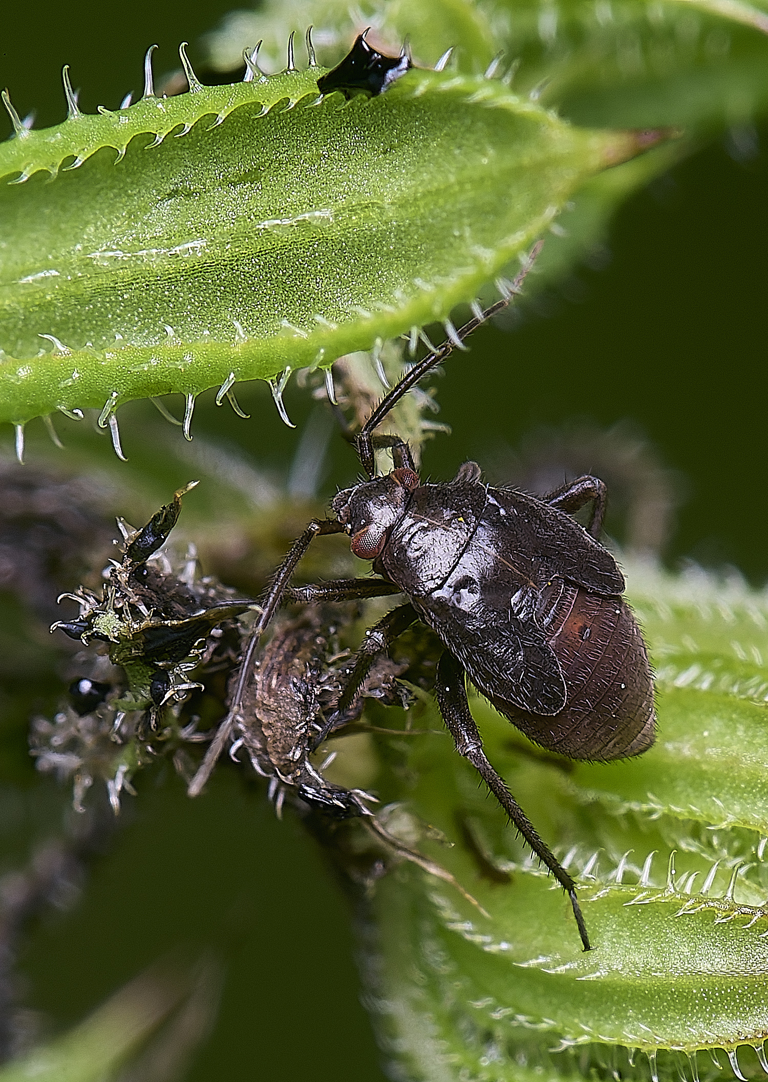 NorfolkBug170625-2