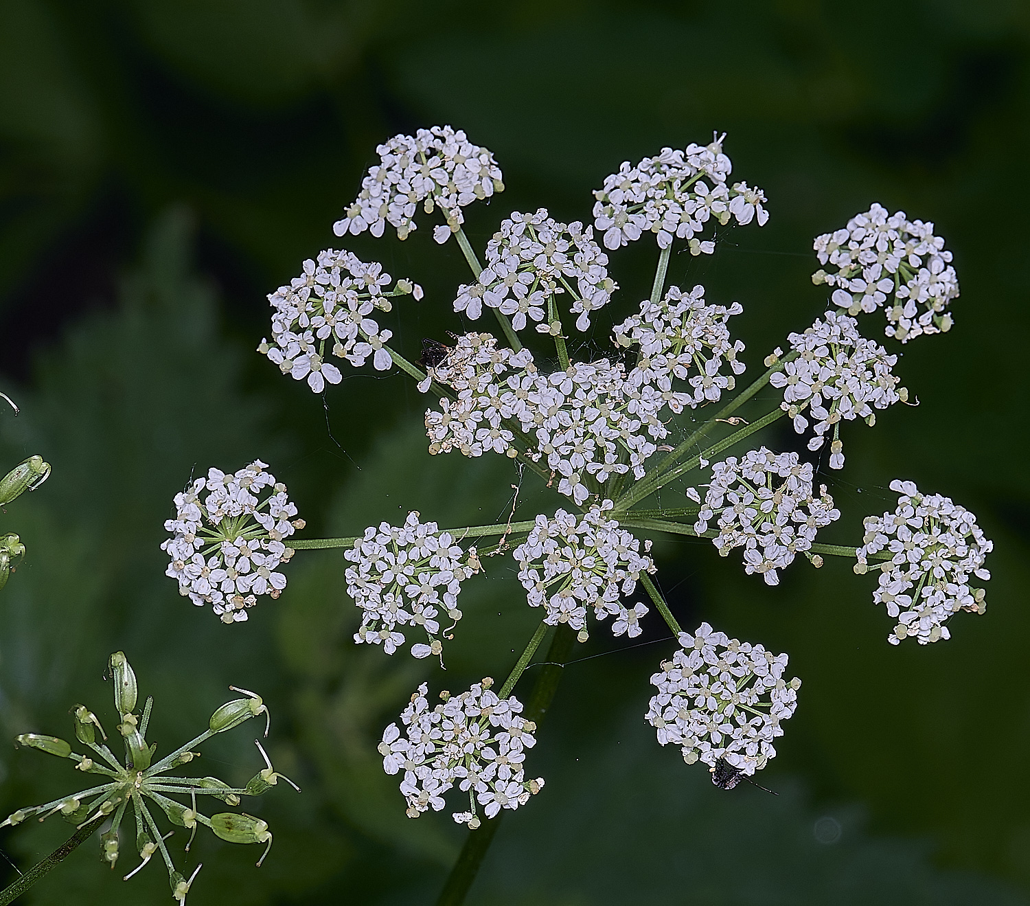 NorfolkGroundElder170625-2