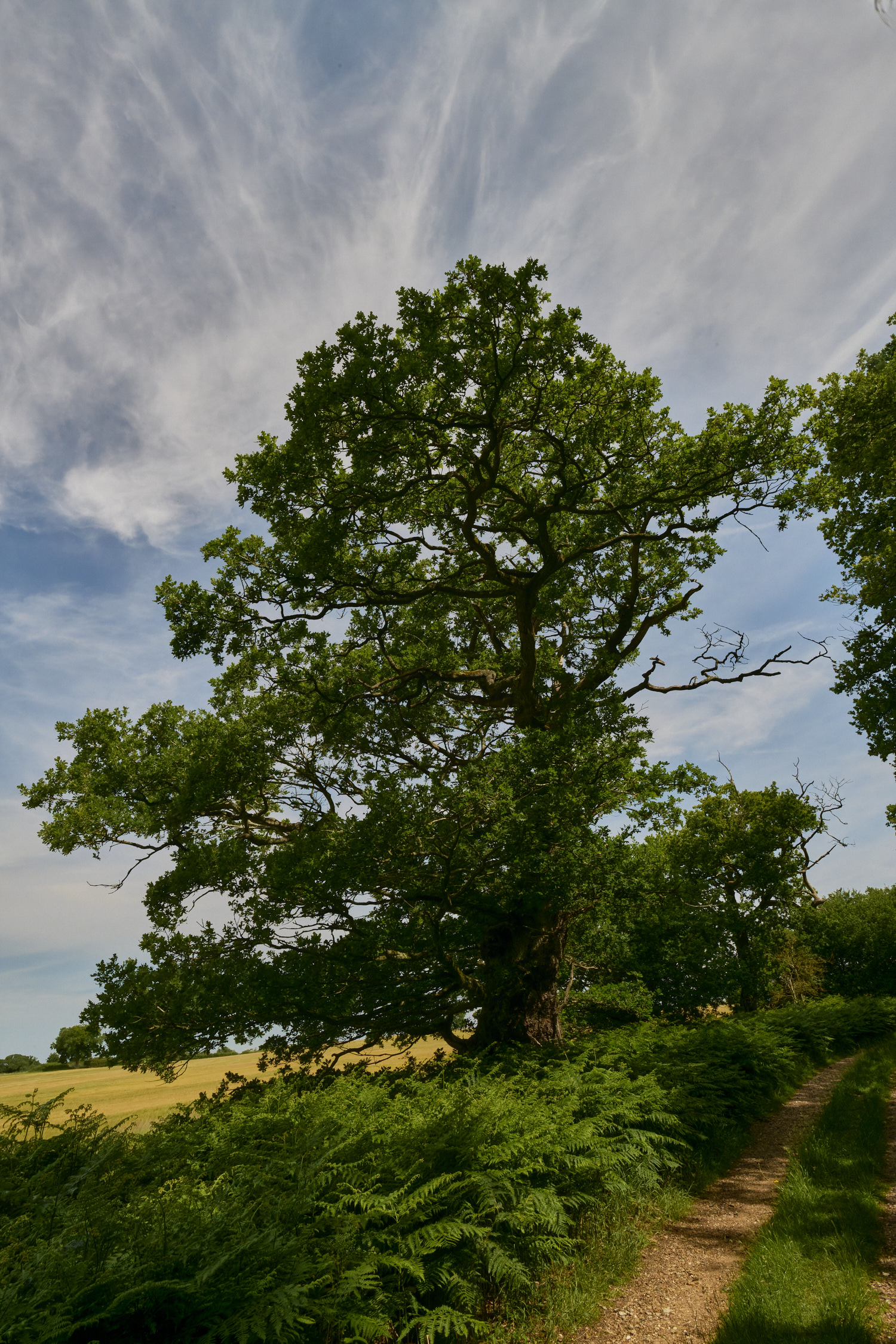 NorfolkOak170625-1