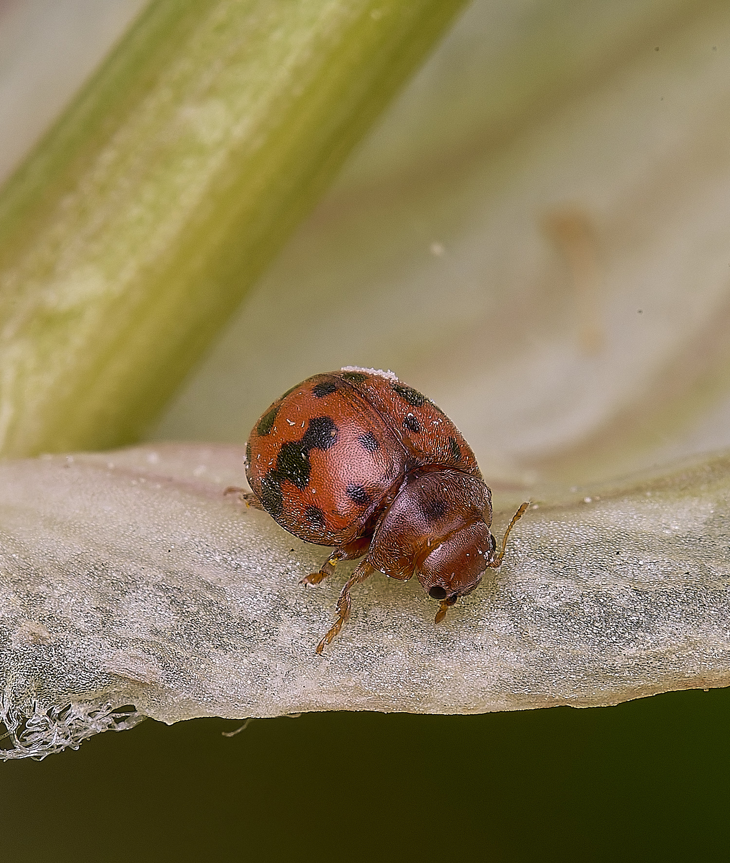 NorthDenesLadybird130425-2 2