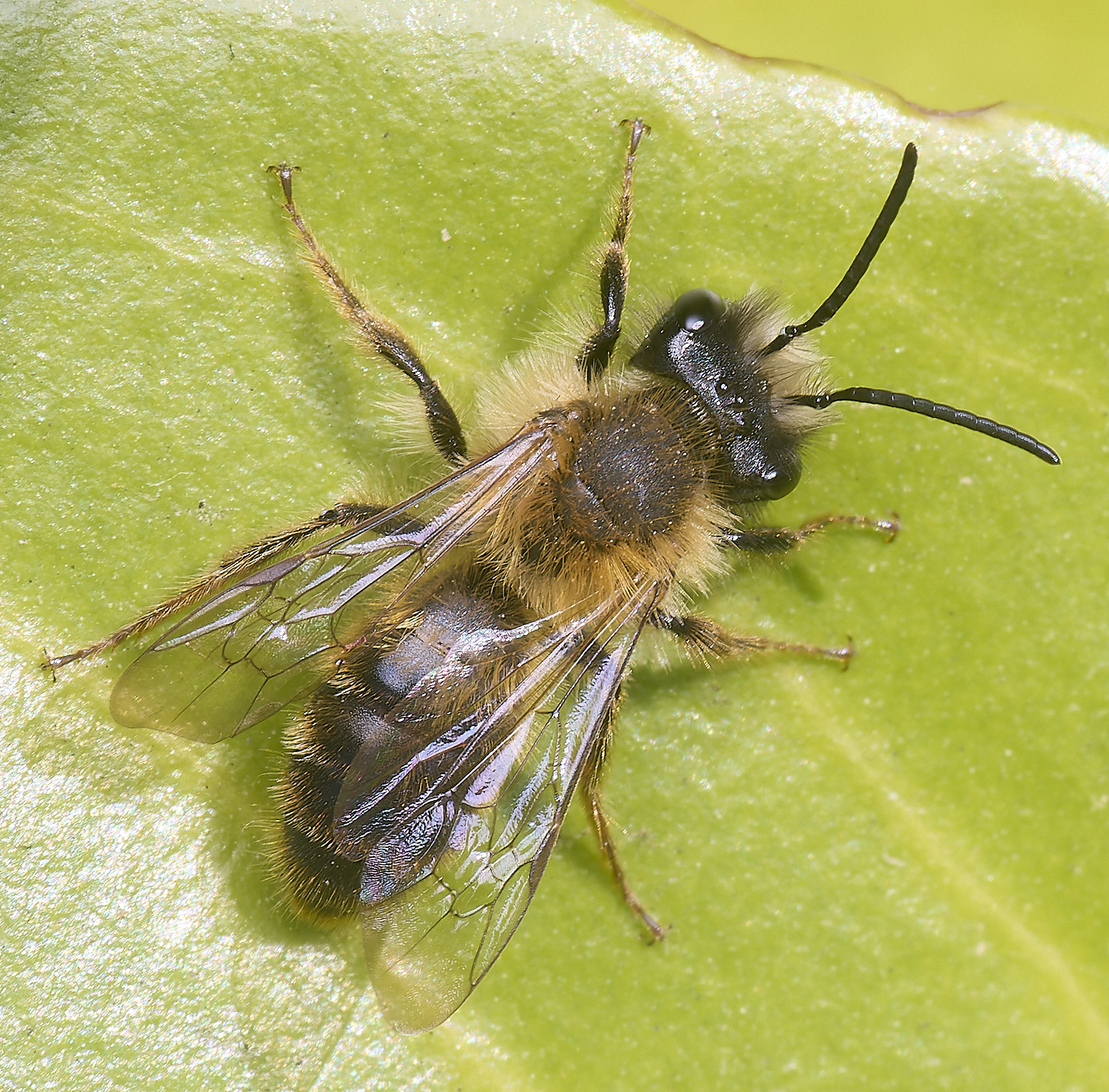 NorwichBee3050425-1
