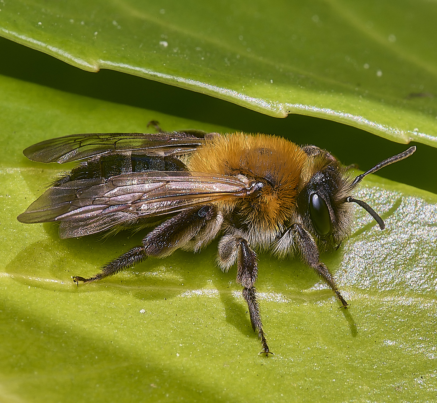 NorwichBee3050425-2