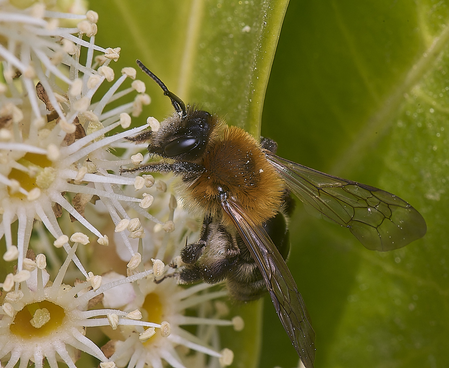 NorwichBee3050425-3