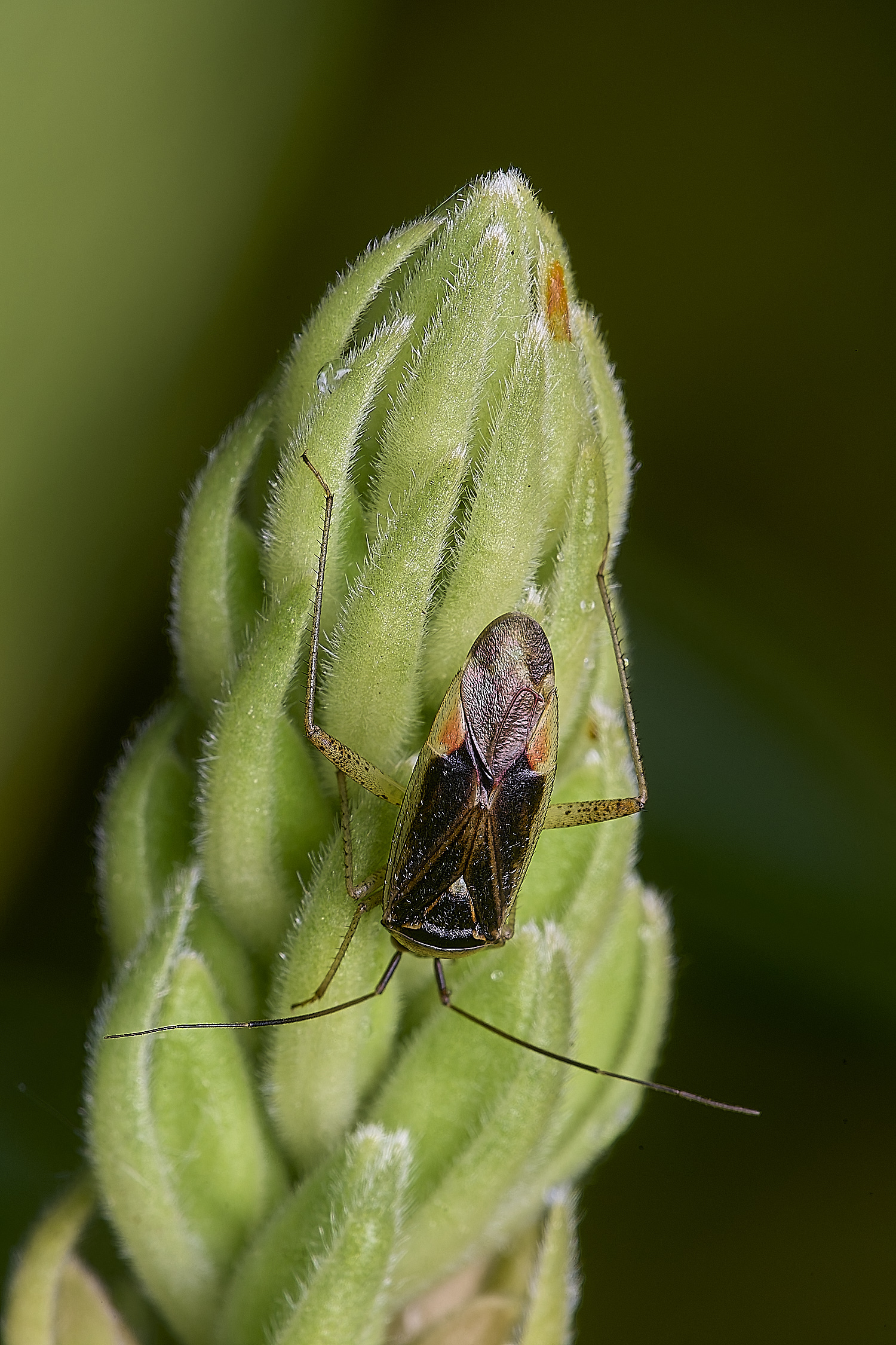 NorwichBug2270525-1