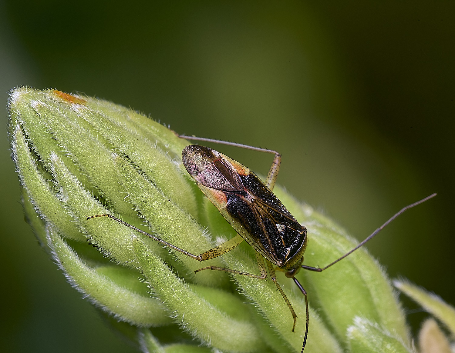 NorwichBug2270525-2