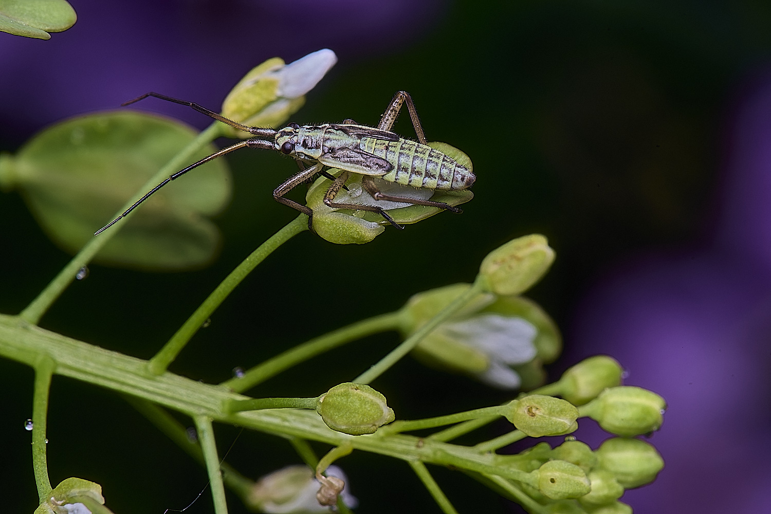 NorwichBug270525-1
