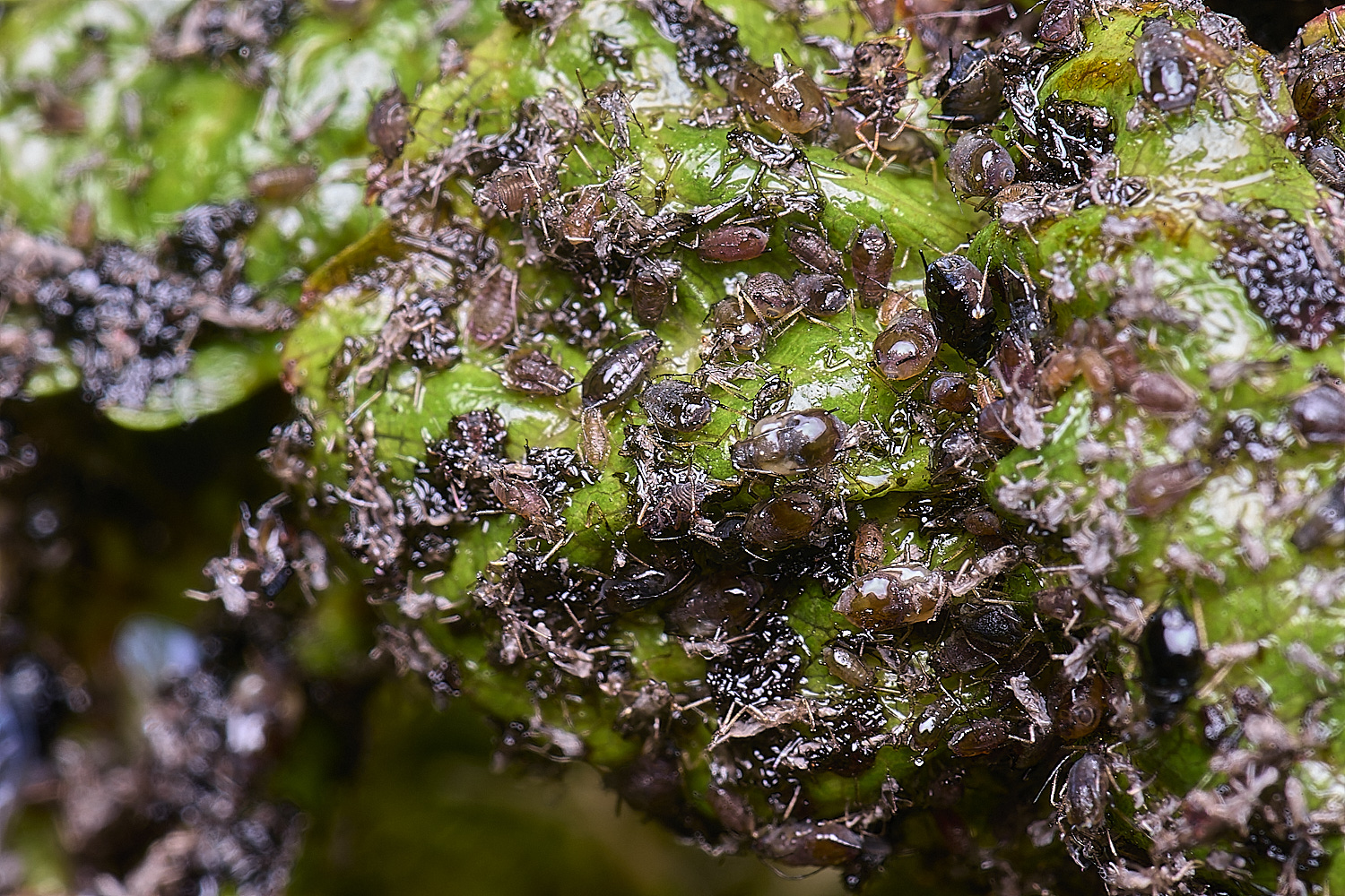 NorwichCherryAphid